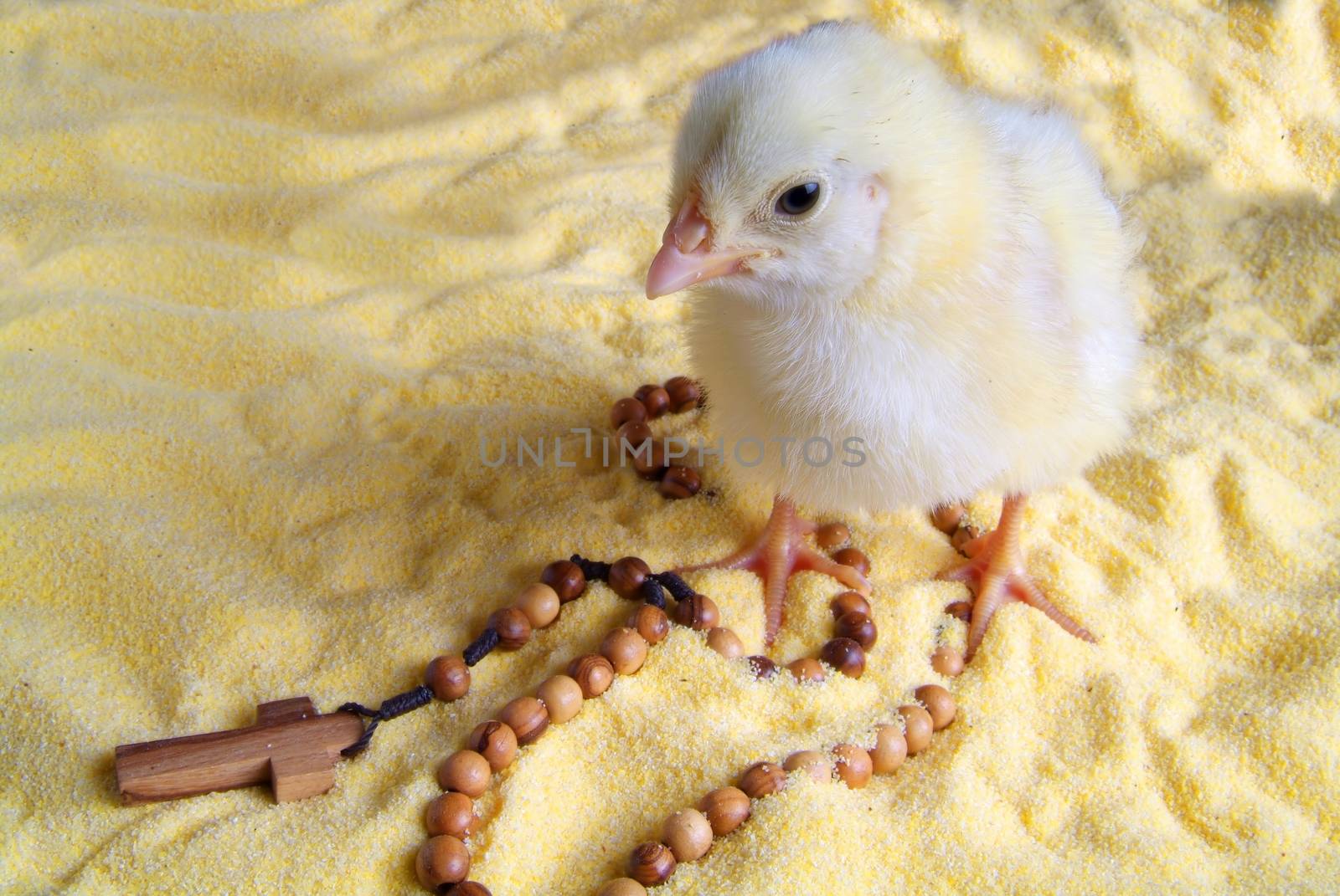 Cute little chicken isolated on yellow background and eggs by romeocharly