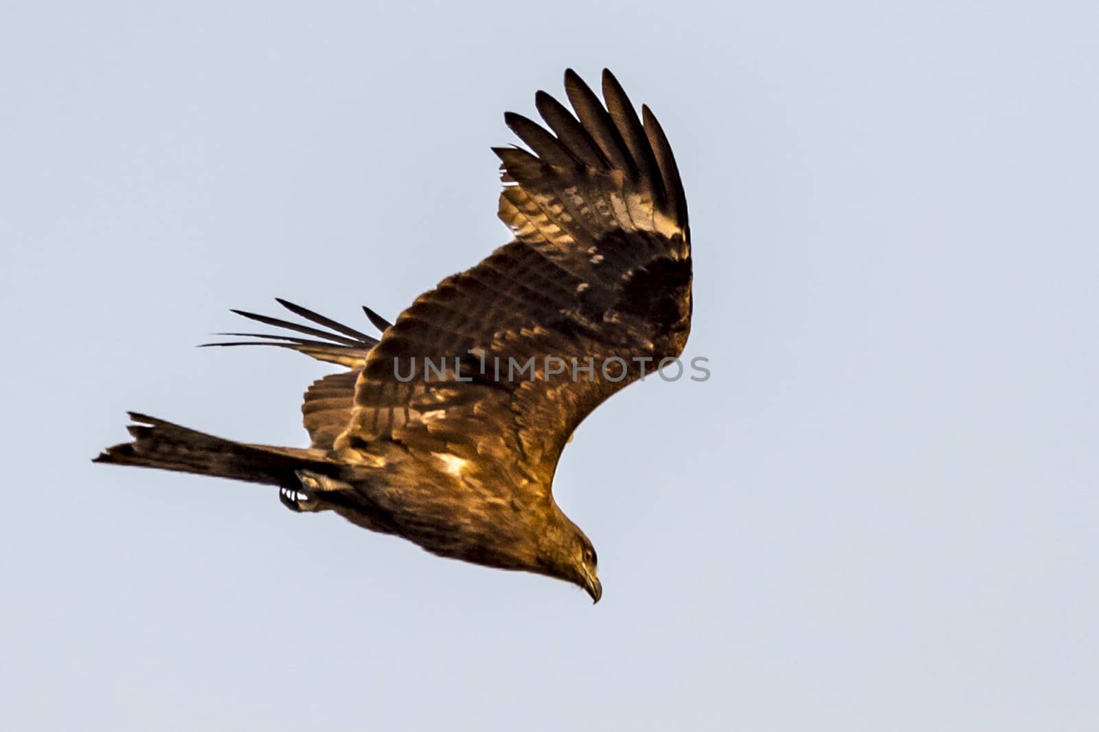 The Golden Eagle in Wai Ling Ding island of ZhuHai, Guangdong province, China.