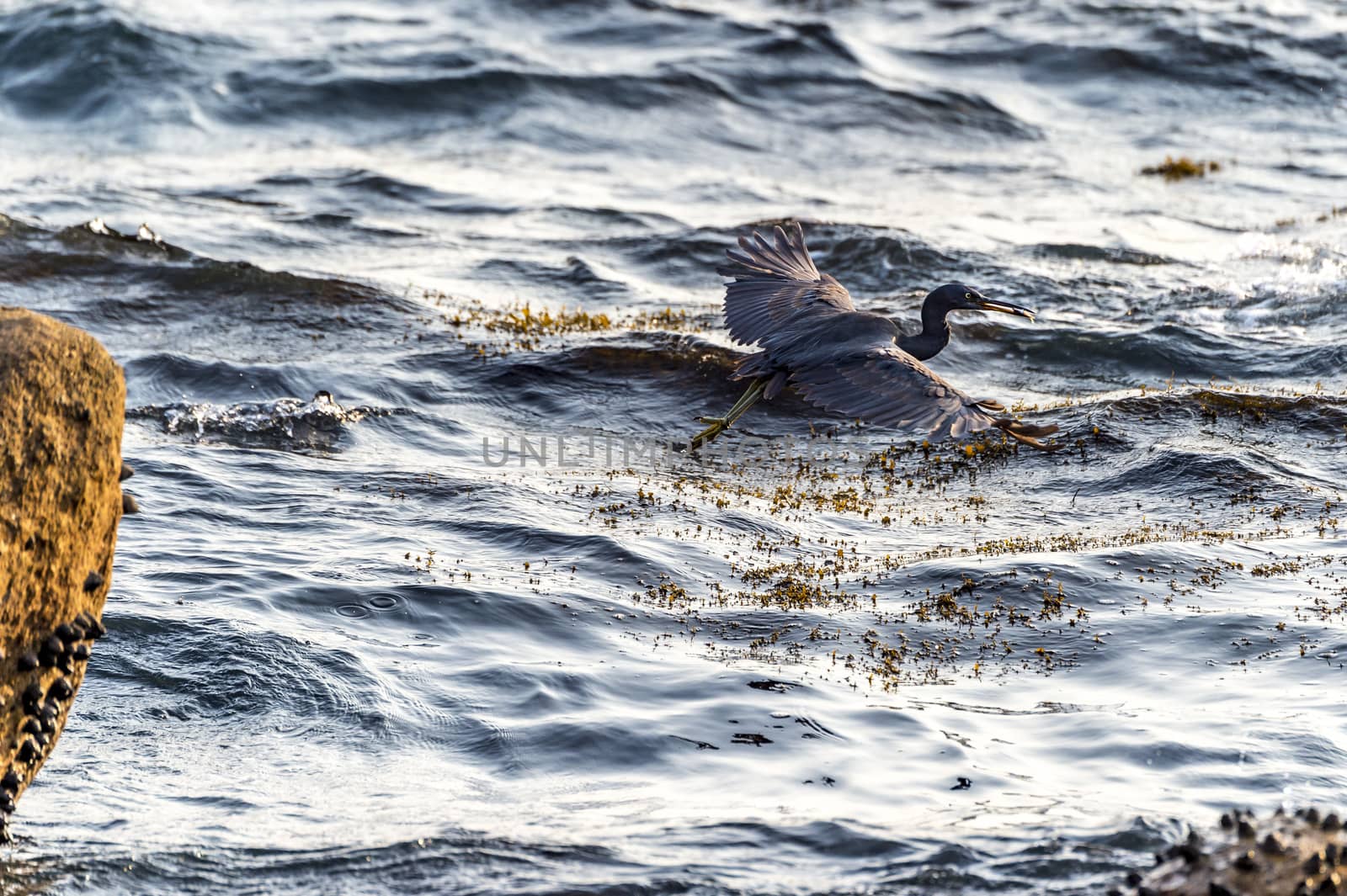 The Pacific Reef-Egret in Wai Ling Ding island of ZhuHai, Guangdong province, China.