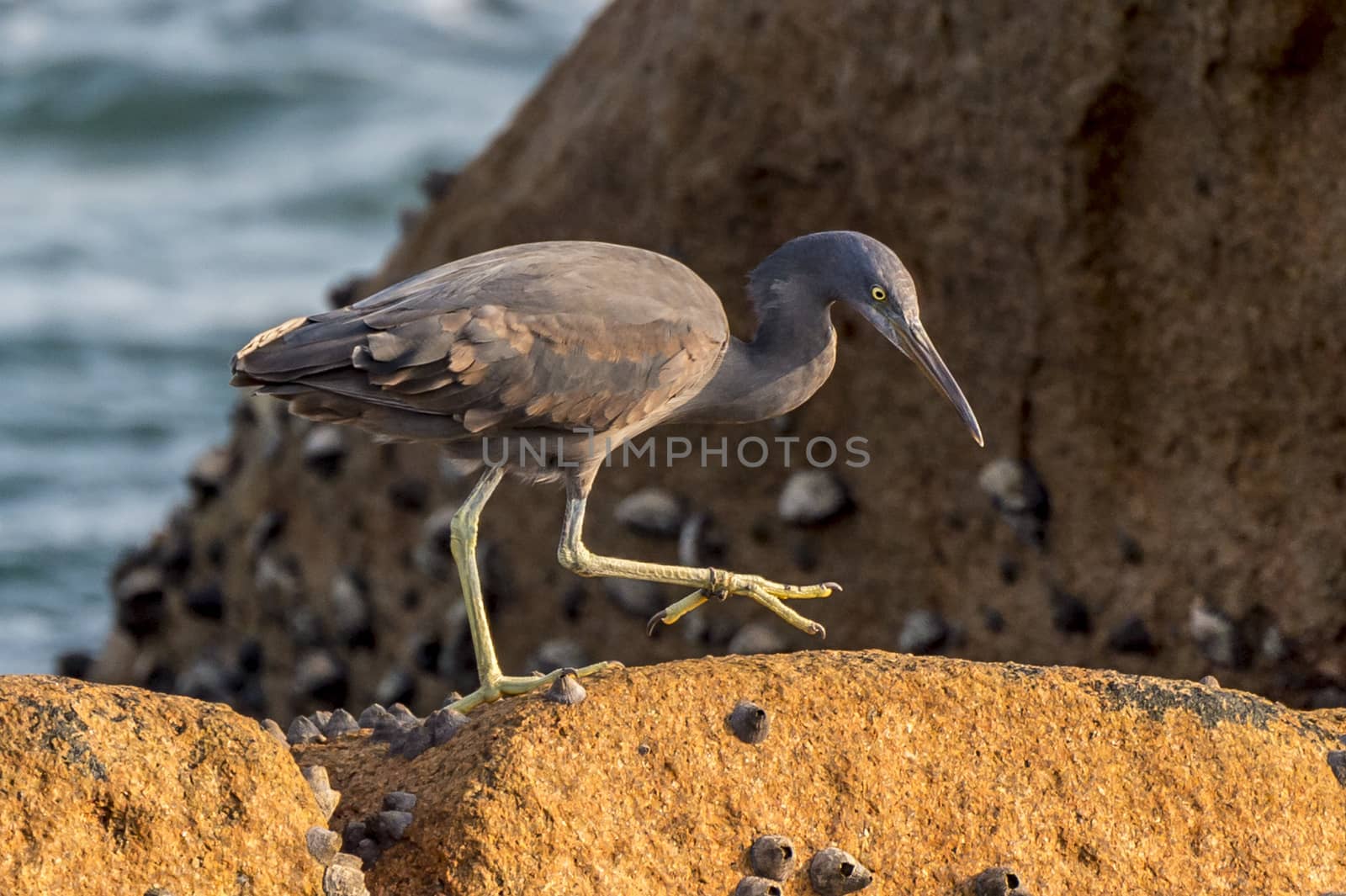 The Pacific Reef-Egret in Wai Ling Ding island of ZhuHai, Guangdong province, China.