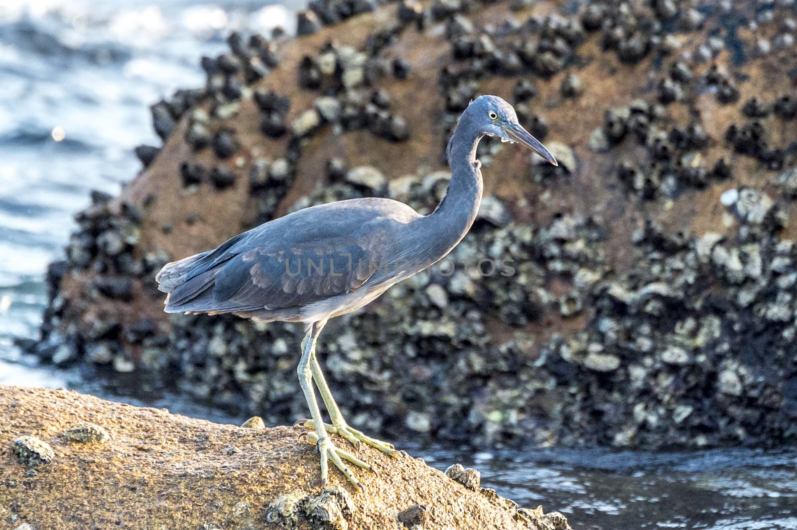 The Pacific Reef-Egret in Wai Ling Ding island of ZhuHai, Guangdong province, China.