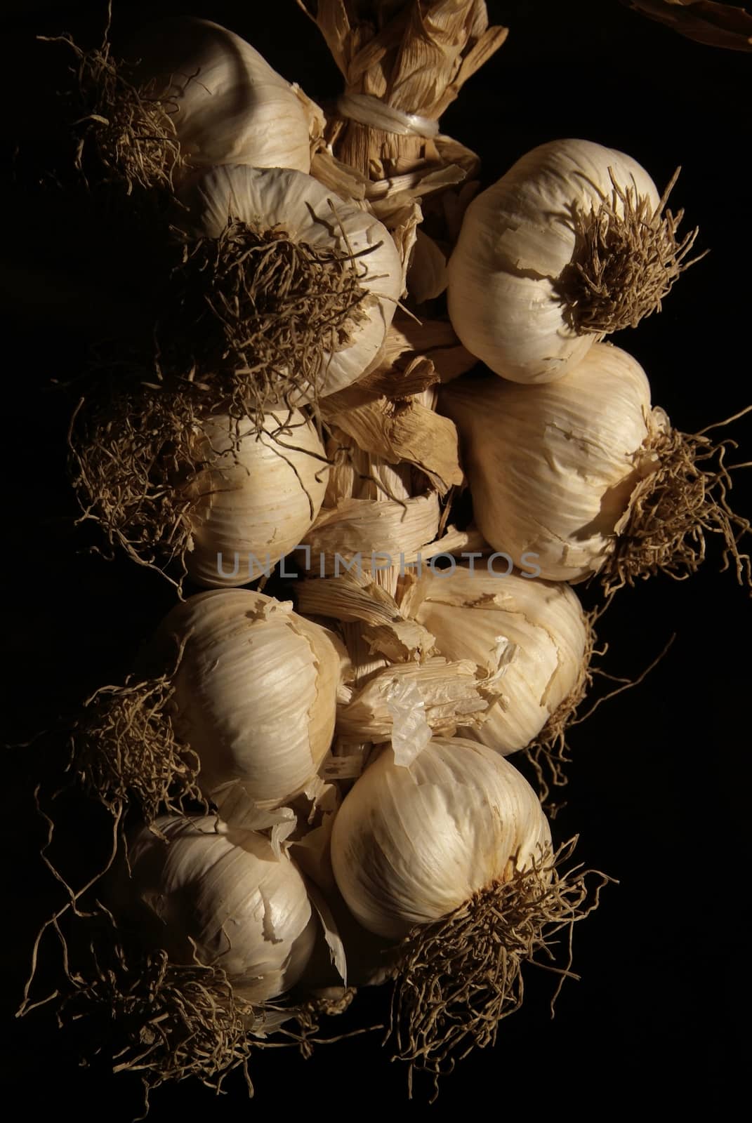 Bunches of onions hanging from the ceiling in a barn with dark background.