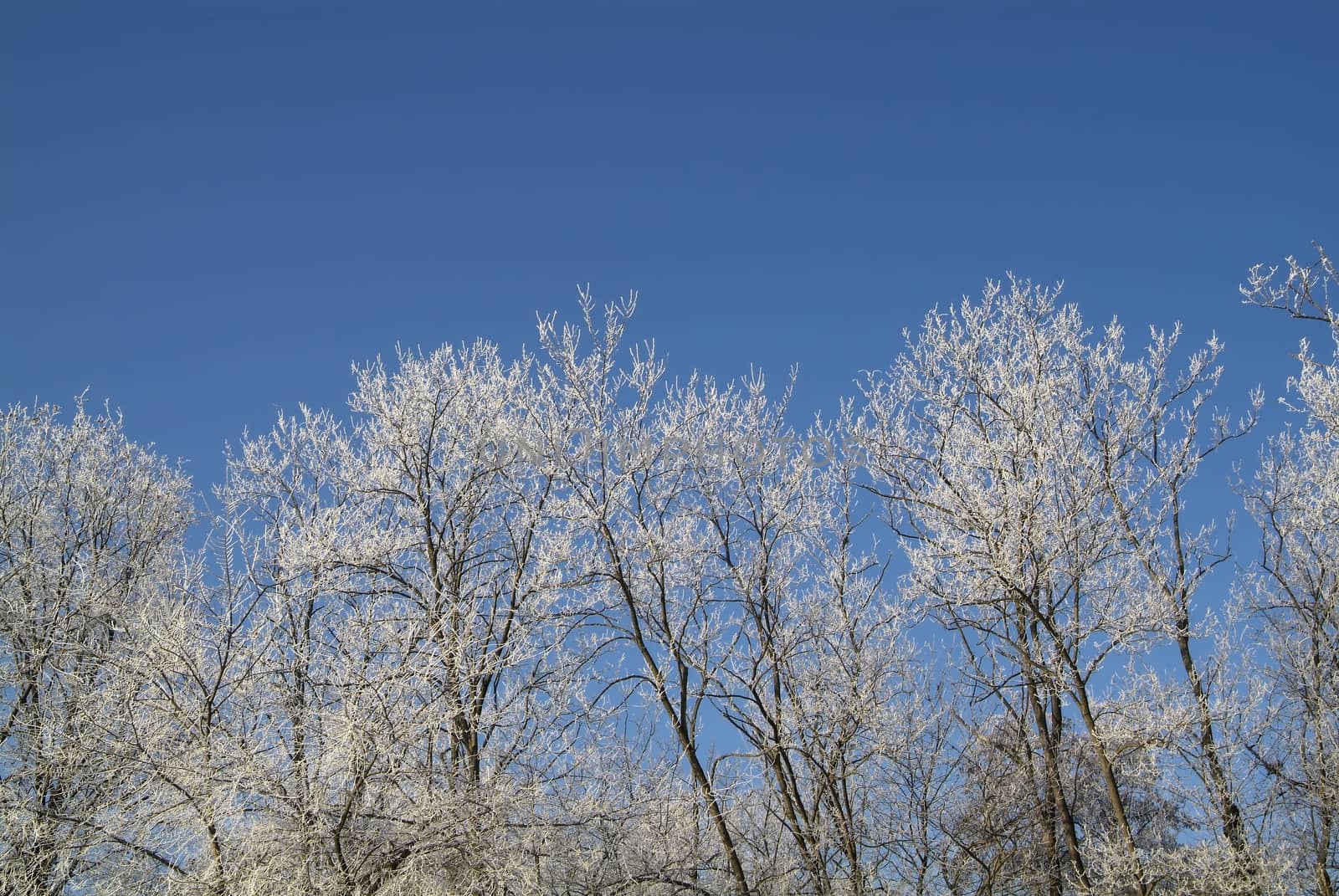 hoarfrost on a branch against blue sky in italy