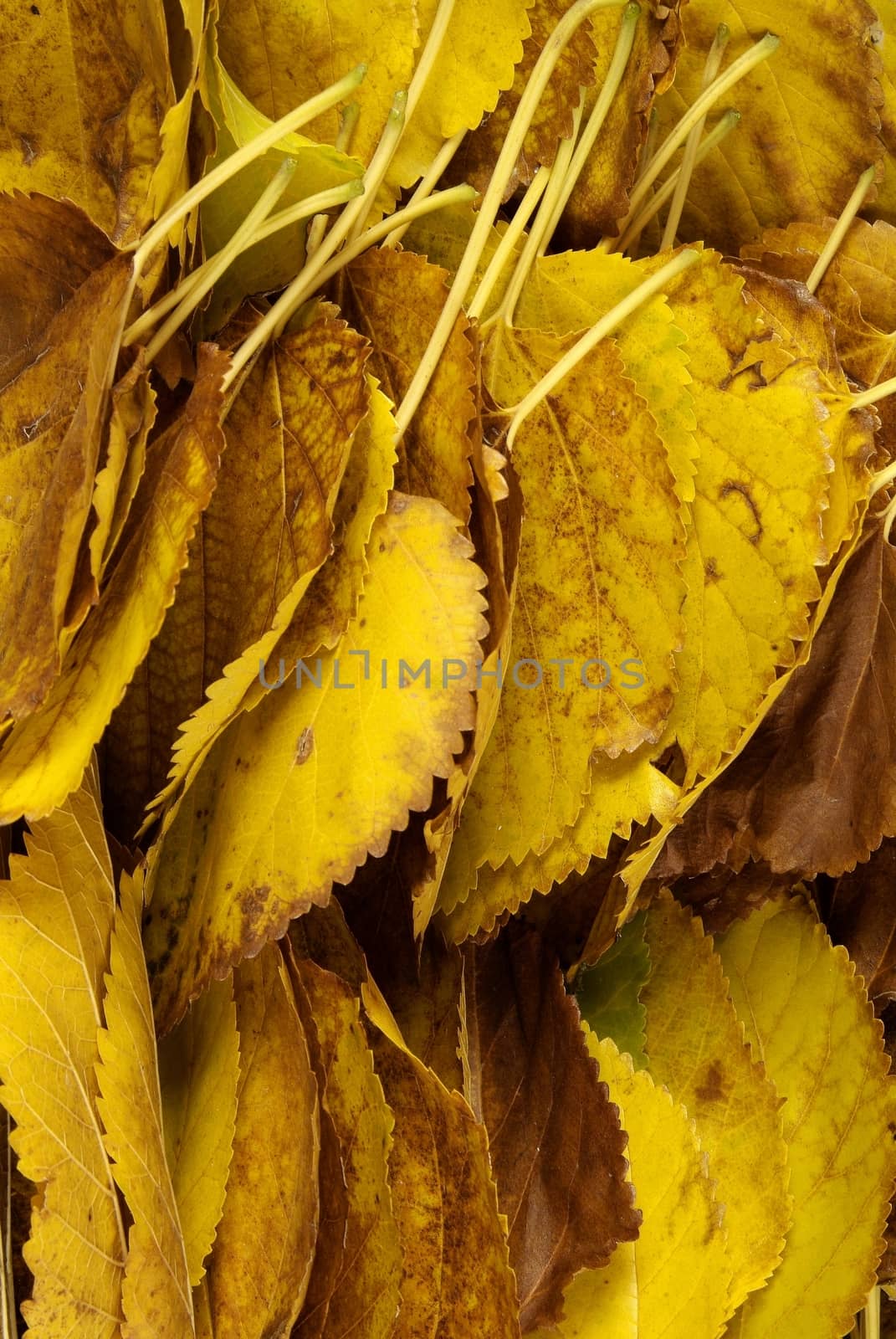 autumn leaves. Colorful autumn leaves of wild grapes, indoor