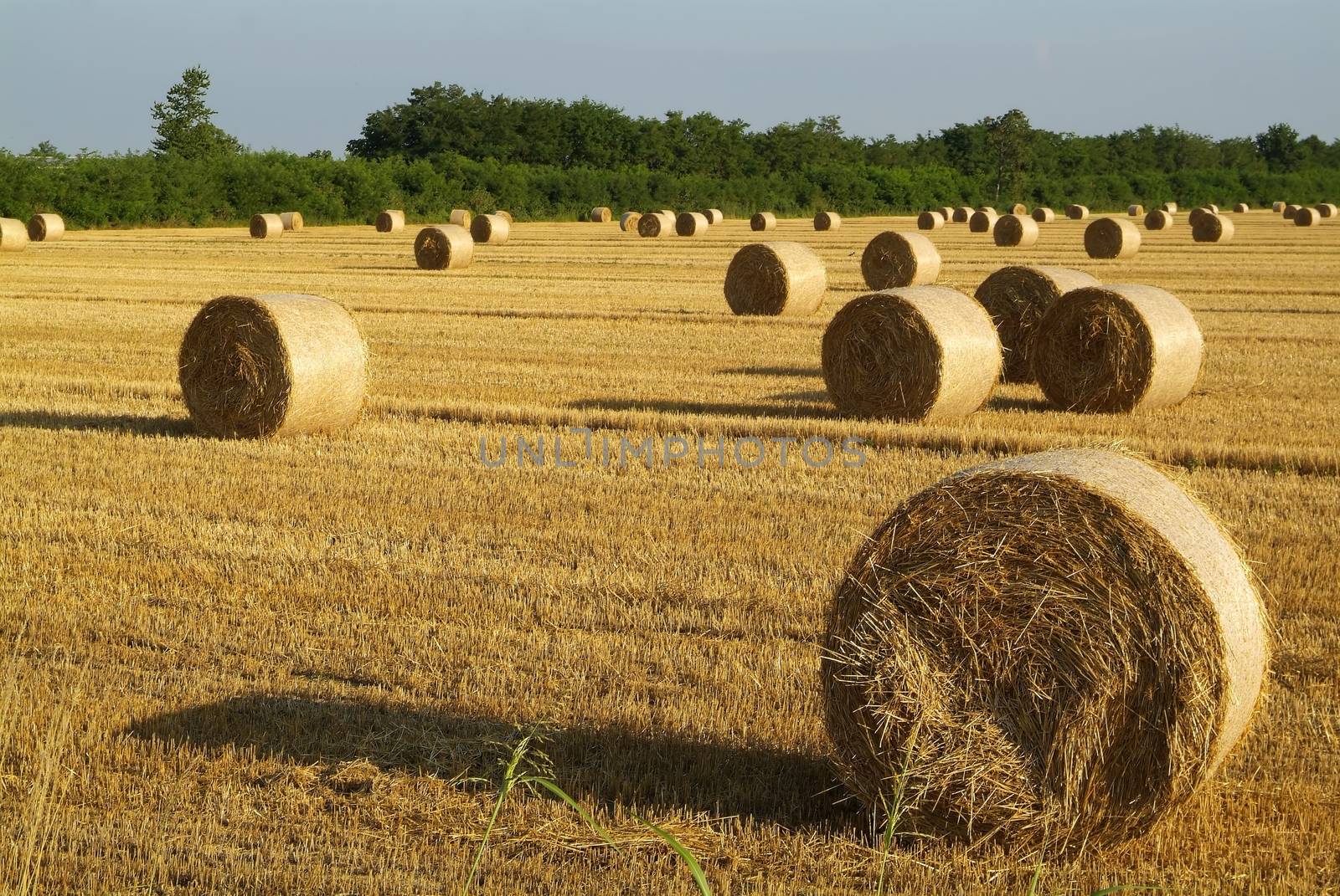 hay bale in harvest field by romeocharly