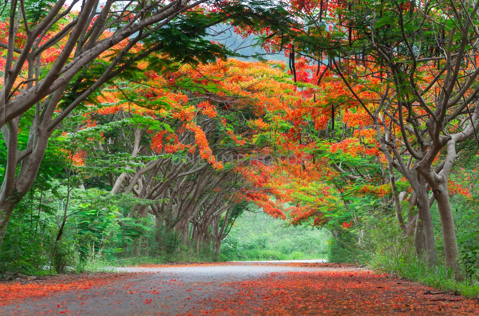 Scene of Flame Tree, Royal Poinciana or delonix regia in autumn season.  Red Flower bloom over road or street