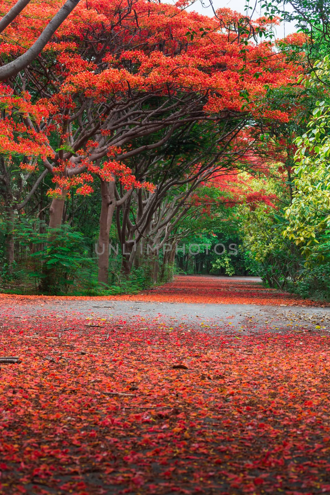 Blur or Defocus Scene of Flame Tree, Royal Poinciana or delonix regia in autumn season. Red Flower bloom over road or street