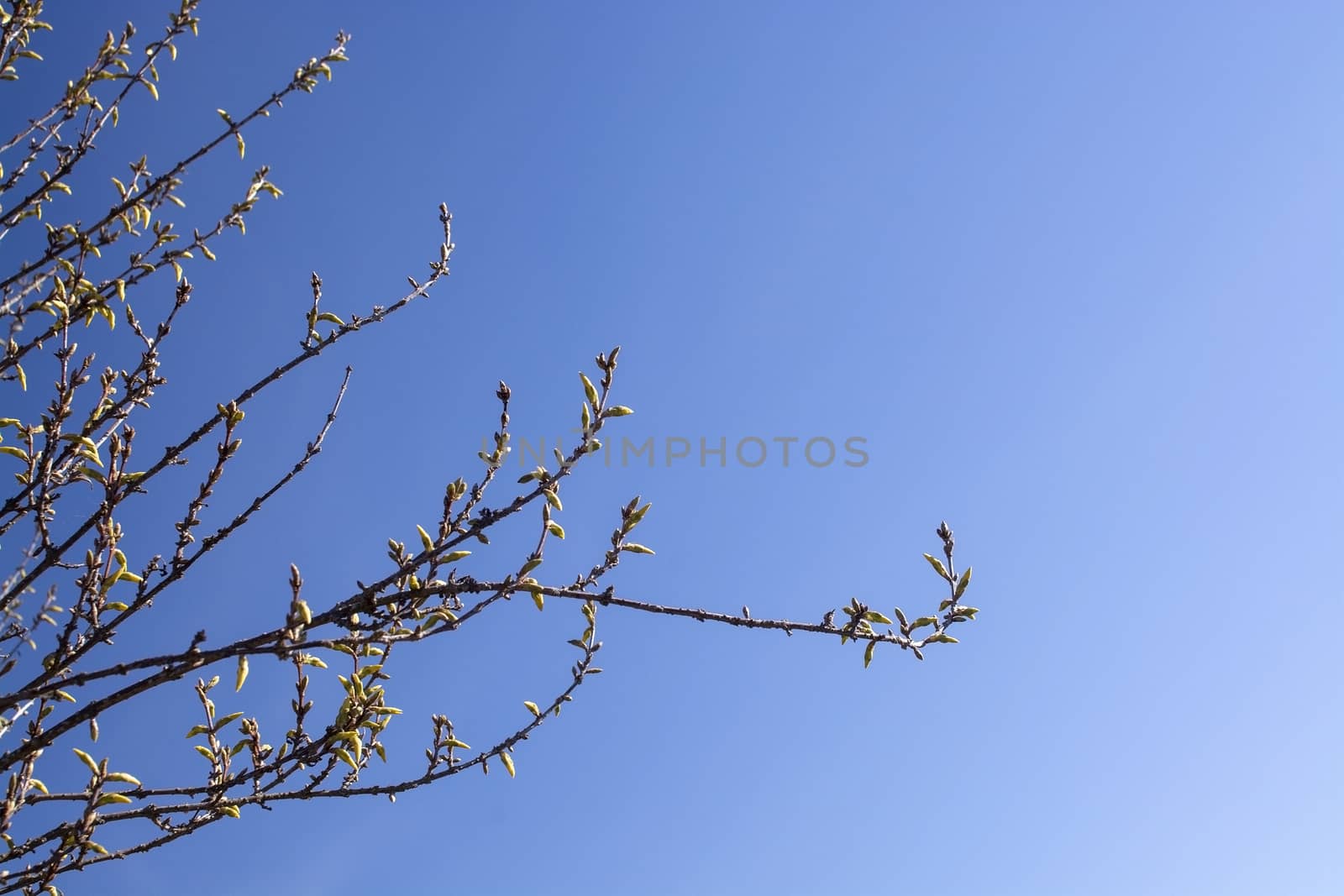 Spring tree branches with an abundance of buds against blue sky on a sunny spring day in April, Sweden.