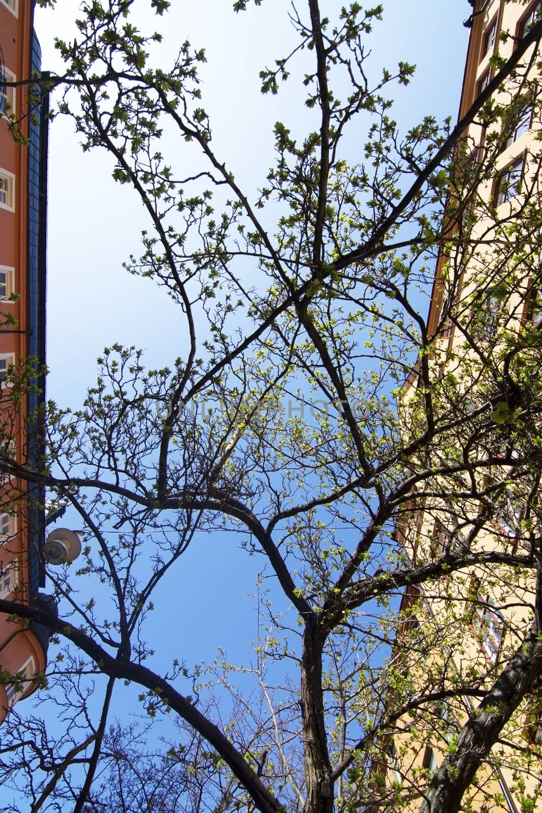 Spring green leaves and blue sky between buildings by ArtesiaWells