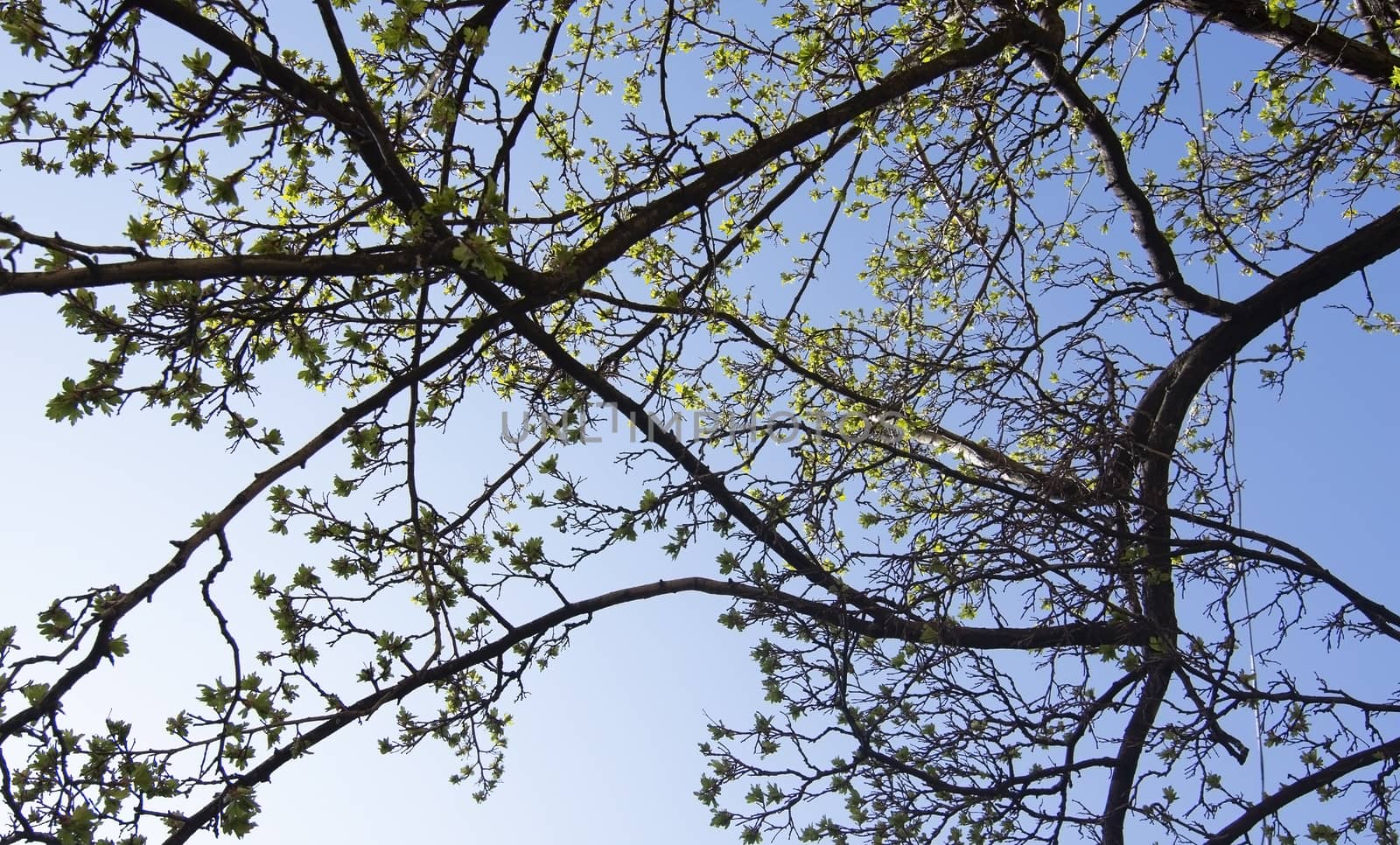 Spring green leaves and blue sky between buildings by ArtesiaWells