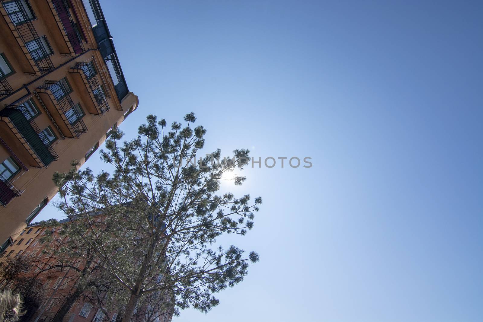 Spring green leaves and blue sky with buildings by ArtesiaWells