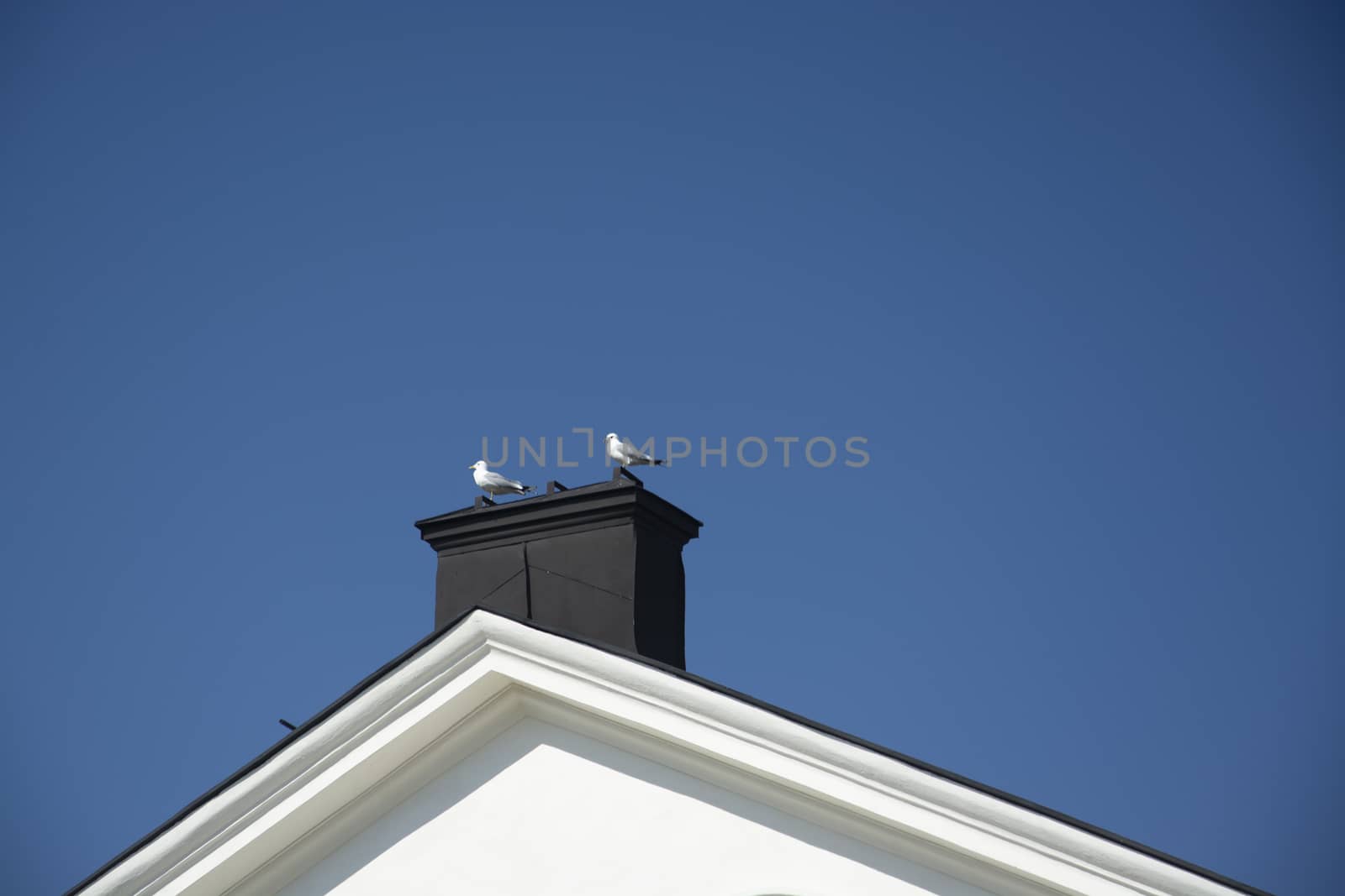 Two seagulls sitting on a chimney rooftop against blue sky on a sunny spring day in Stockholm, Sweden.
