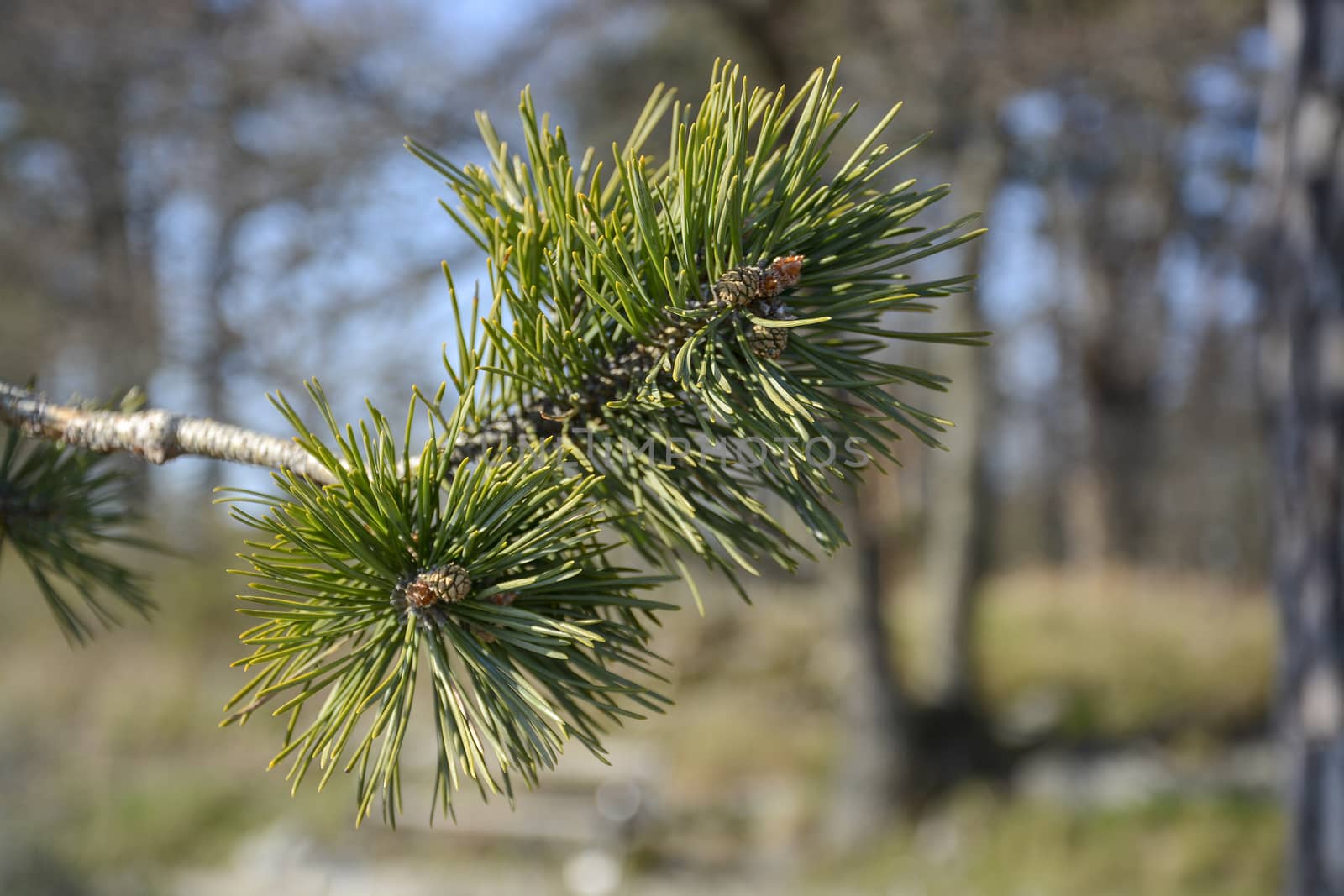 Fresh new green pine branches closeup in spring sunlight, April in Sweden.