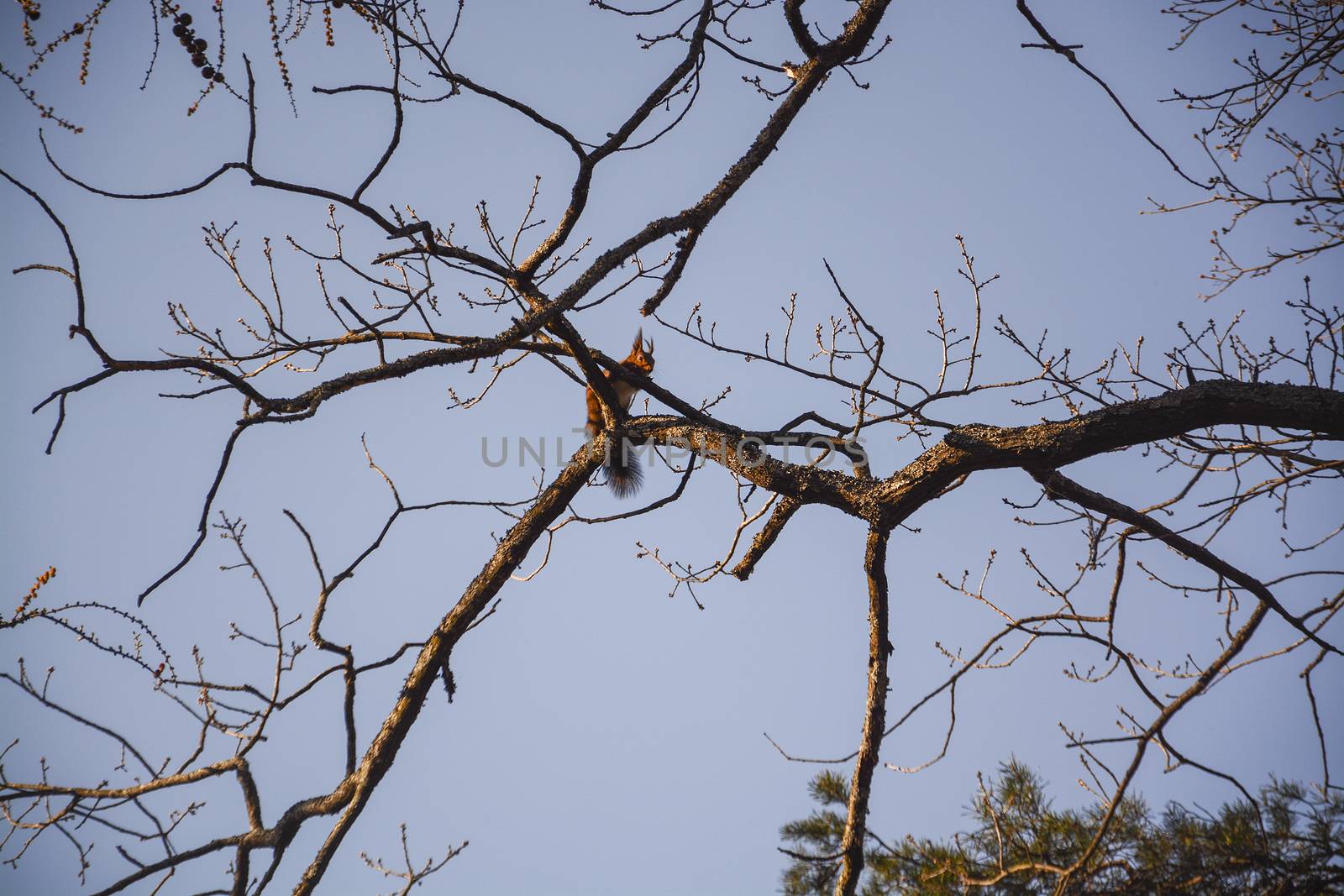 Squirrel in tree against blue sky  by ArtesiaWells