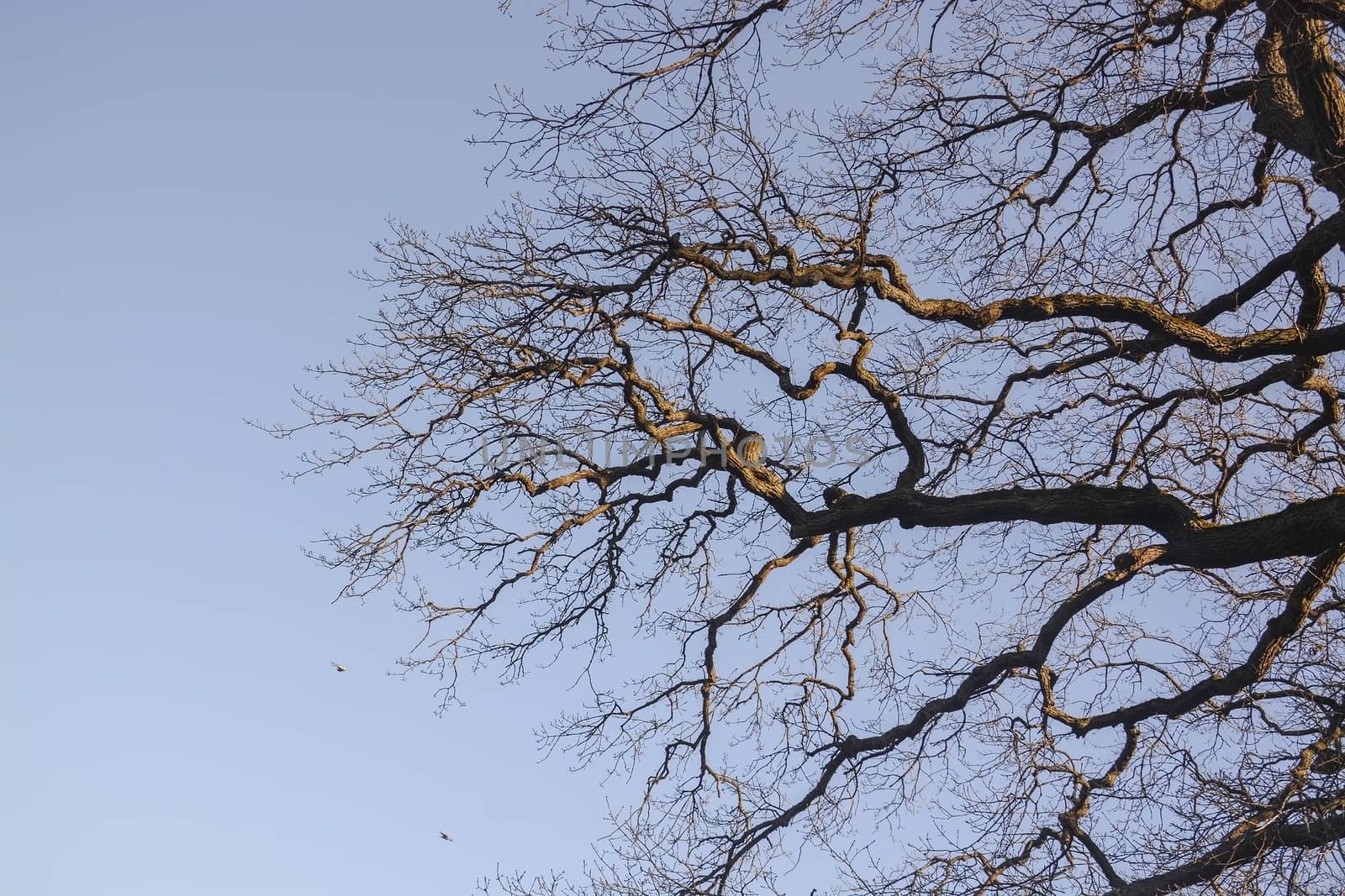 Oak tree branches against blue sky by ArtesiaWells