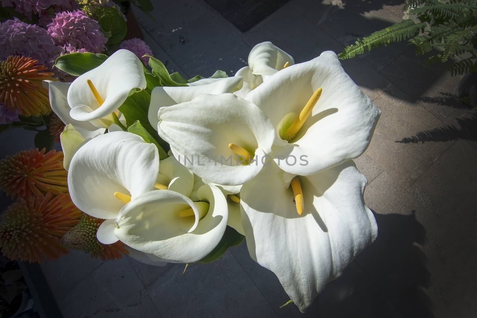 Beautiful white calla lilies in sunshine by ArtesiaWells