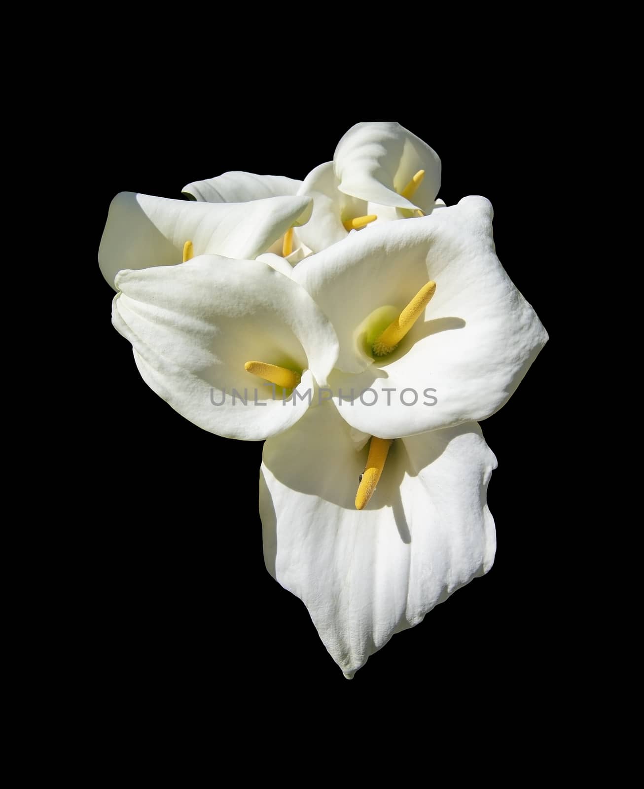 Beautiful white calla lilies in sunshine by ArtesiaWells