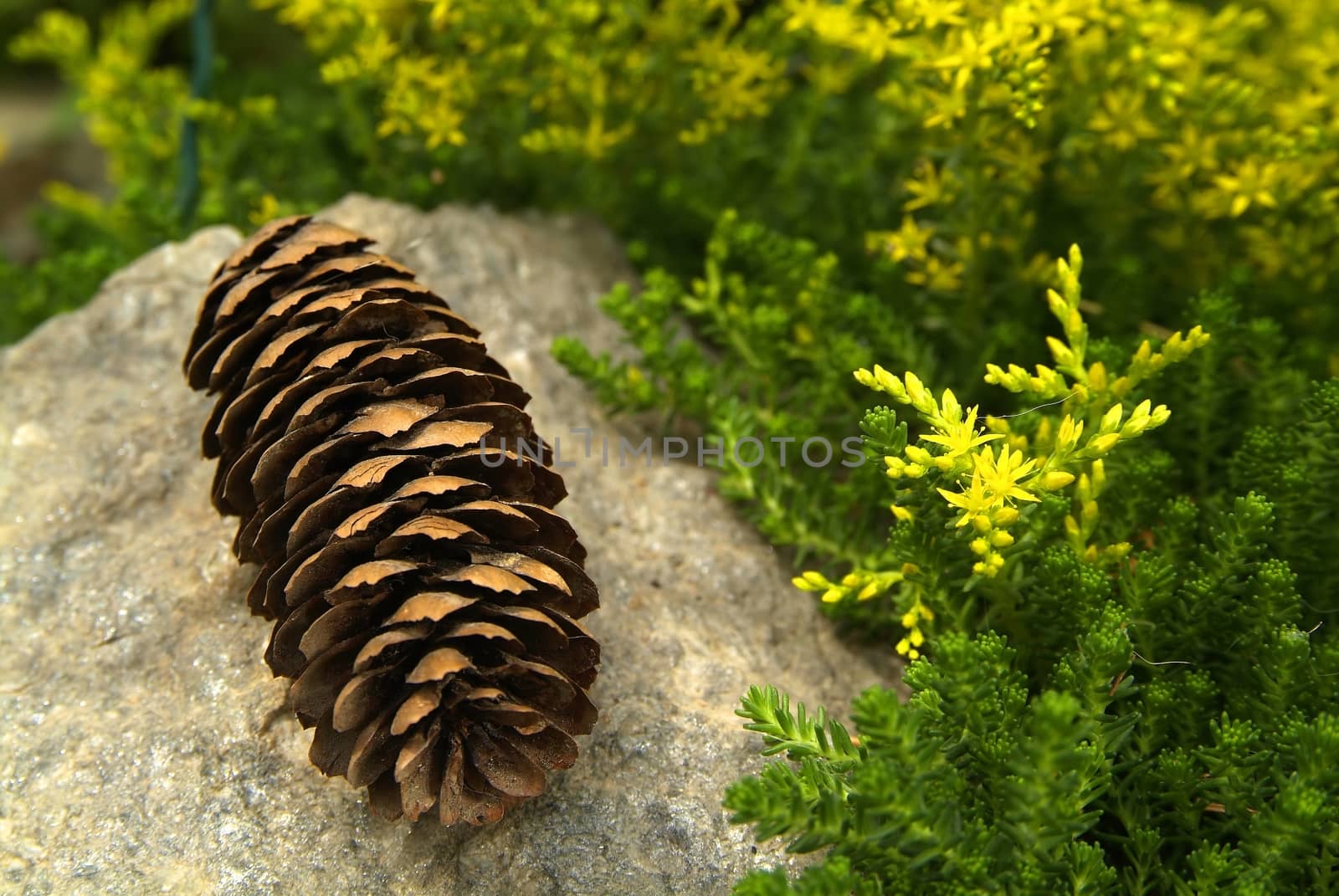 A pine cone on the grass by romeocharly