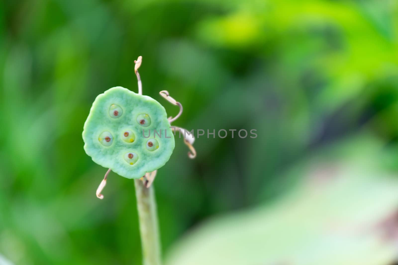 Close up of the seed's lotus in thailand