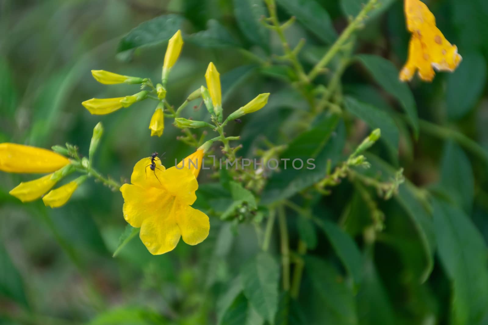 Yellow Flower Budding Flower Green Leaf with the ant in the garden of thailand