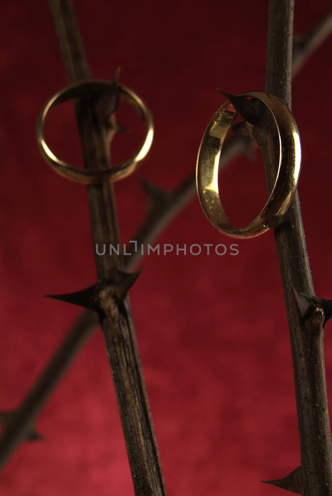 Wedding rings hanging on the thorns of a rose by romeocharly