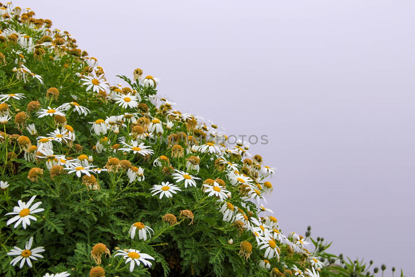 Green grass and glade of flowers of chamomiles on a hillside against the background of fog on a cloudy day.