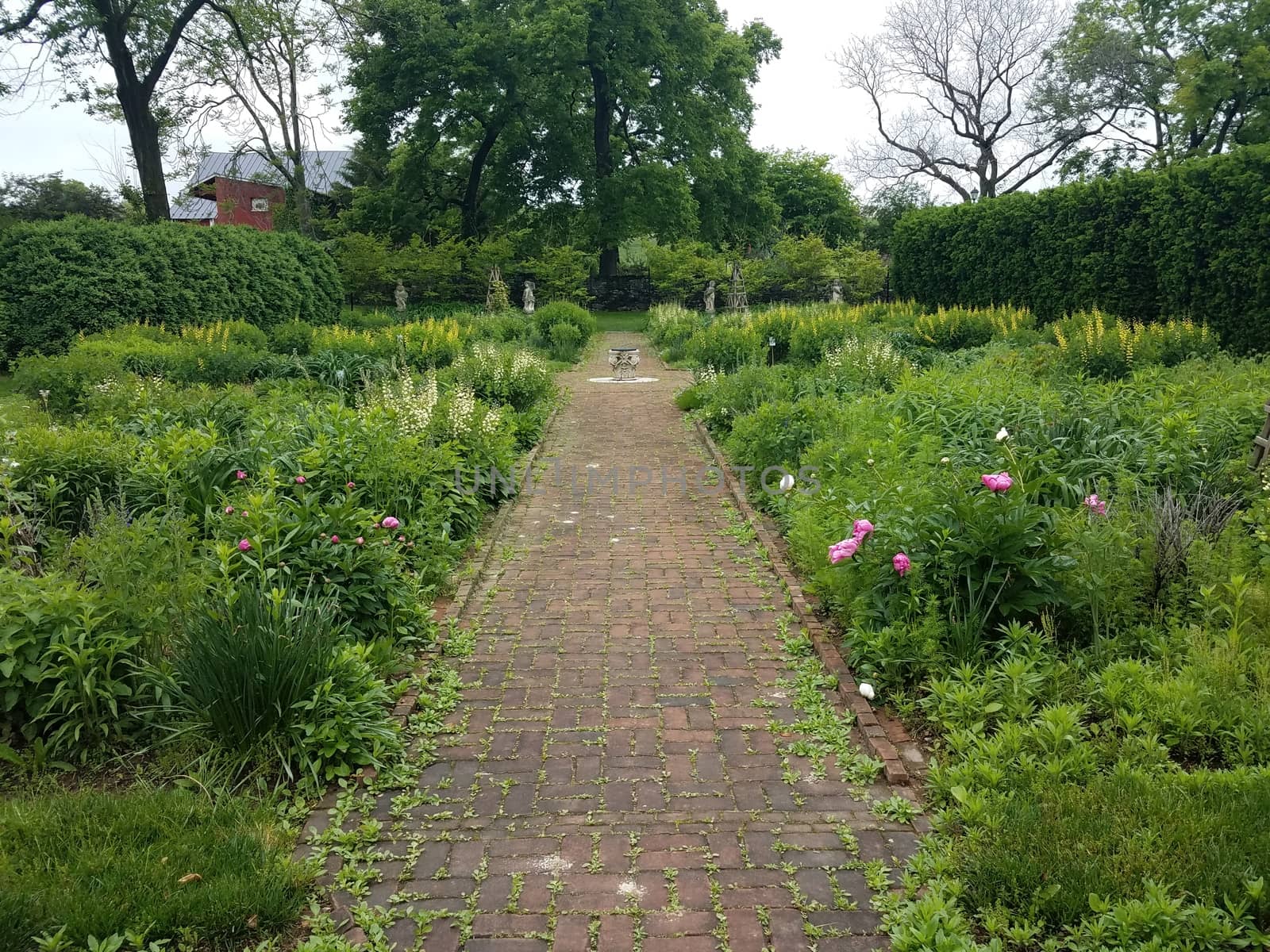 rose and plant garden with red brick path by stockphotofan1