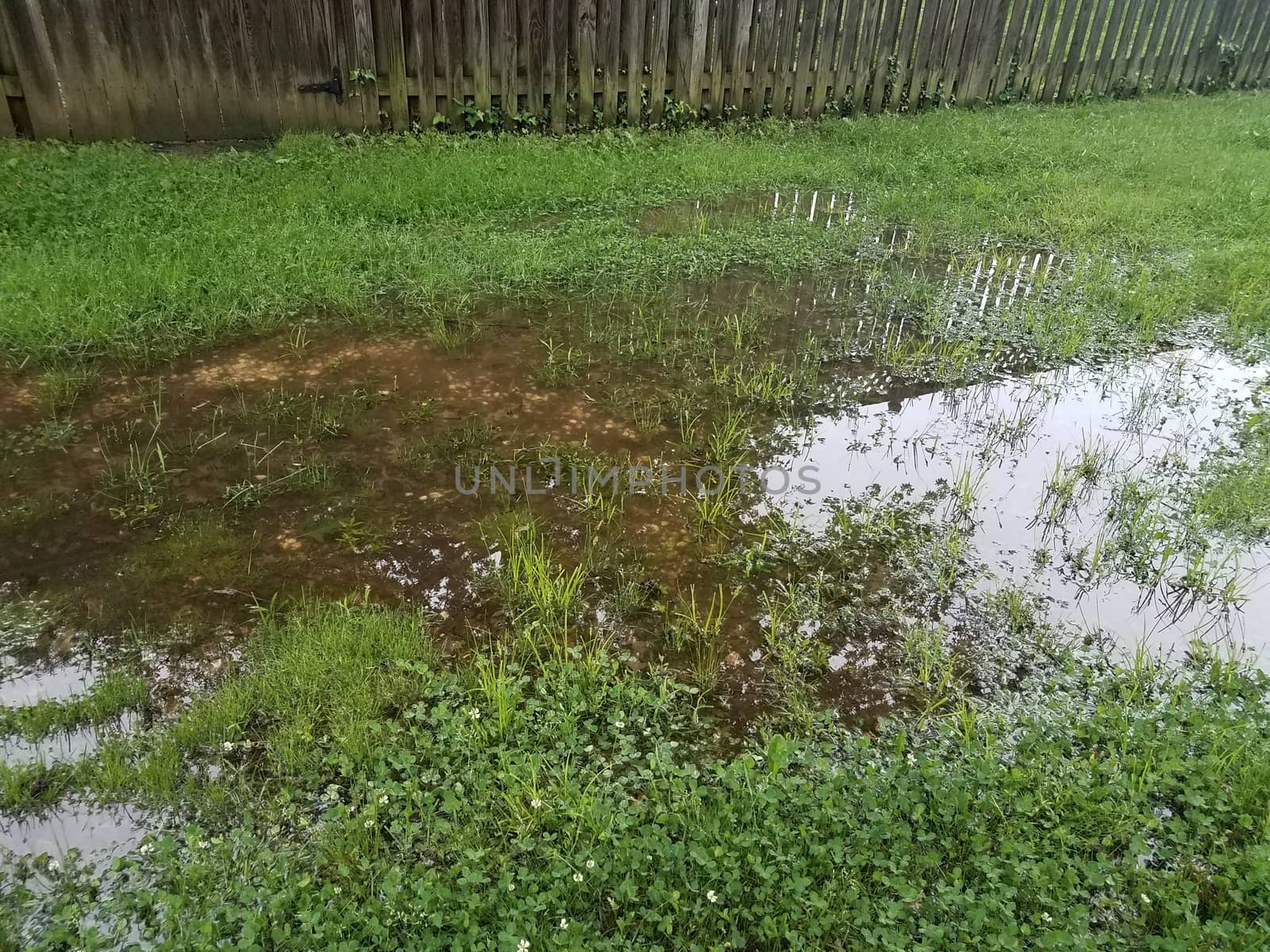 flooded yard or lawn with puddle and water and fence by stockphotofan1