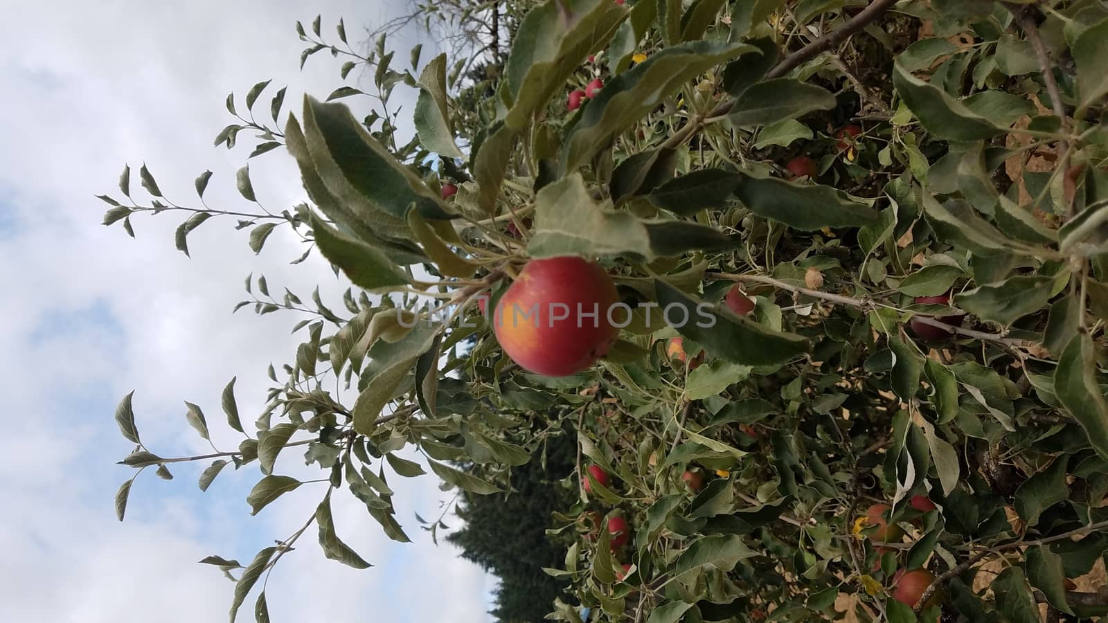 red apple fruit on tree with green leaves by stockphotofan1