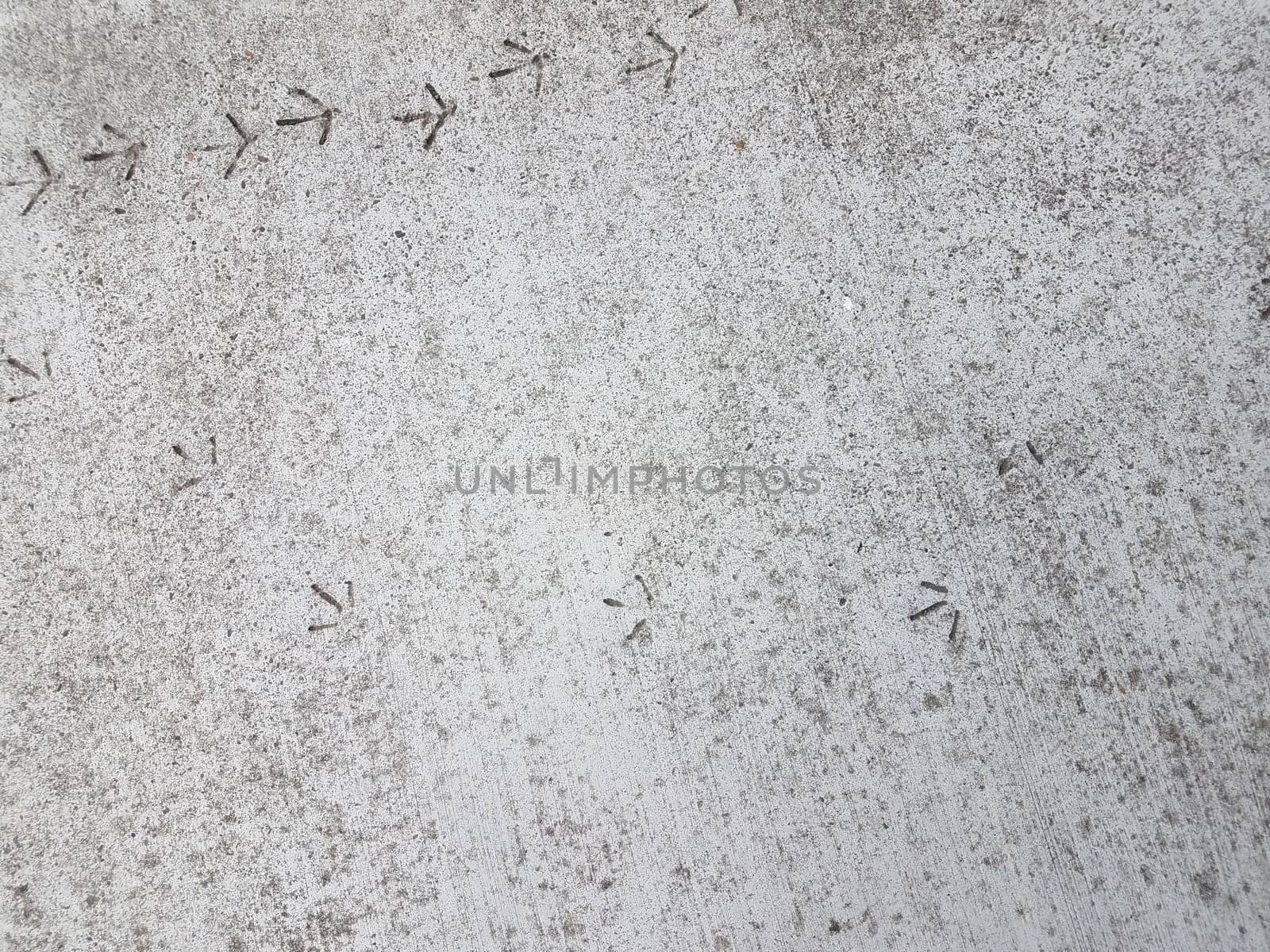 bird footprints or tracks in grey cement by stockphotofan1