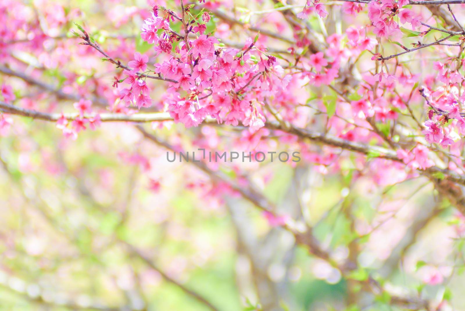 Pink Cherry Blosssom with blue sky by yuiyuize