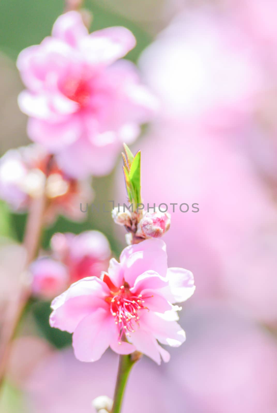 Spring time with beautiful cherry blossoms, pink sakura flowers with pink background.
