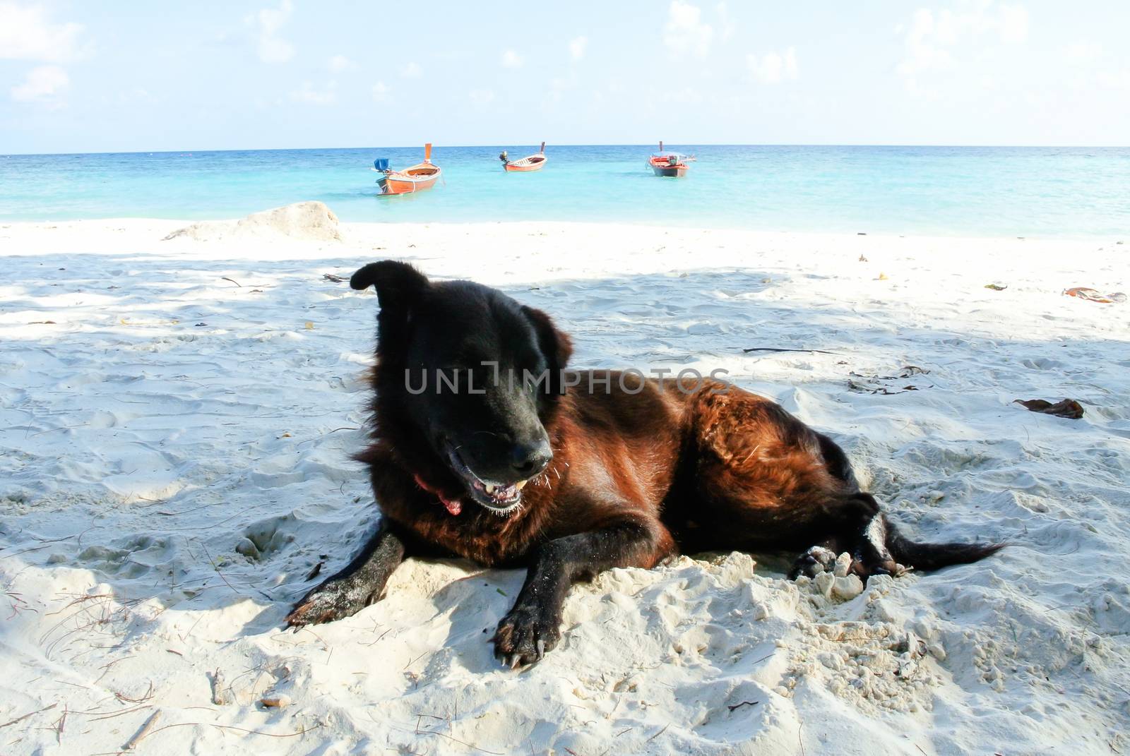Portrait of old black dog on the beach. by yuiyuize