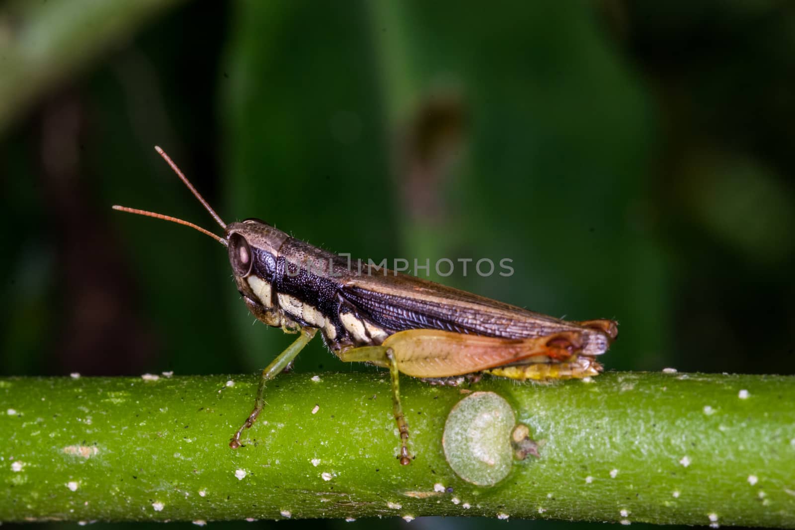 Grasshopper's on green grass. Grasshopper close up, wild insects.