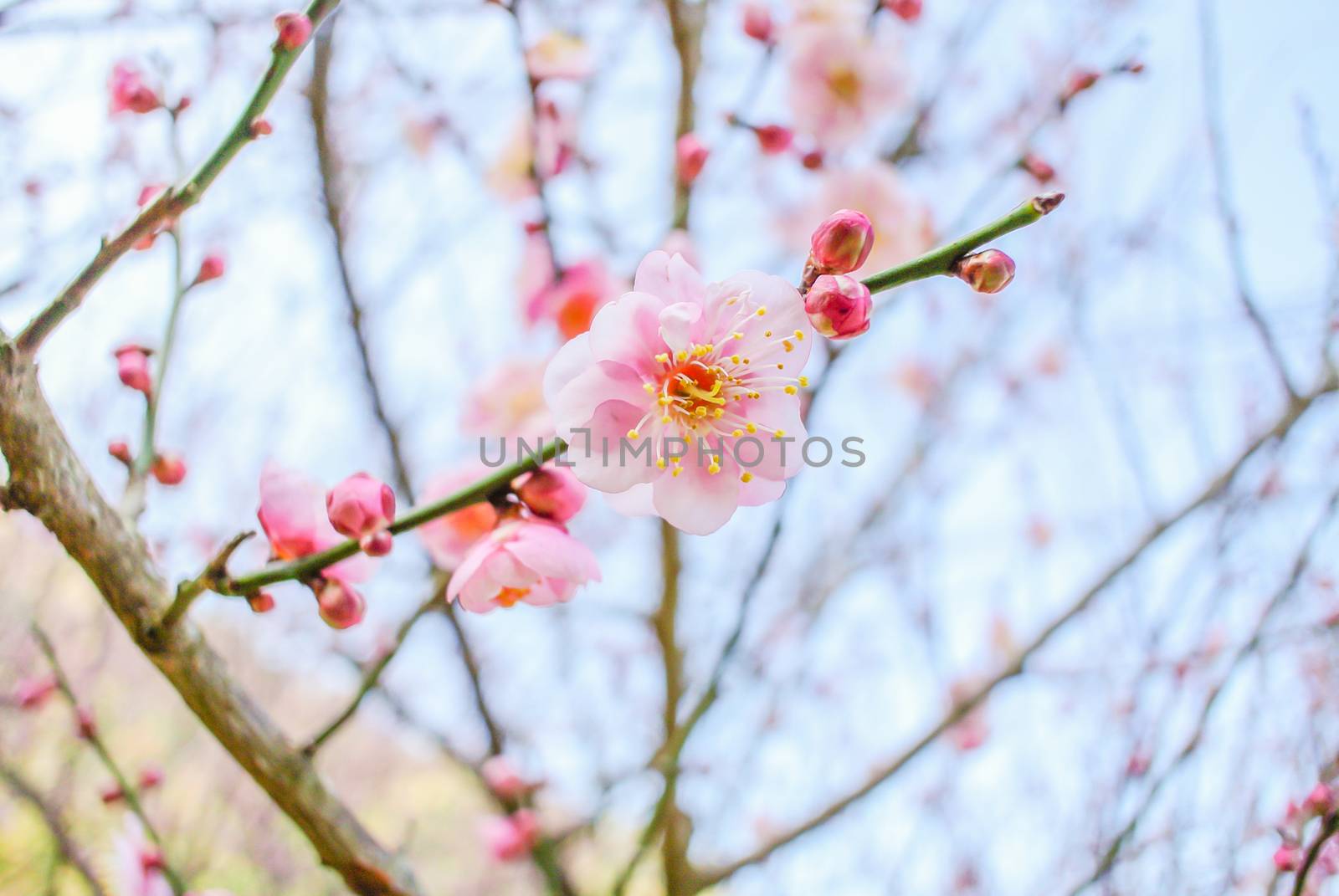 Pink Cherry Blosssom with blue sky by yuiyuize