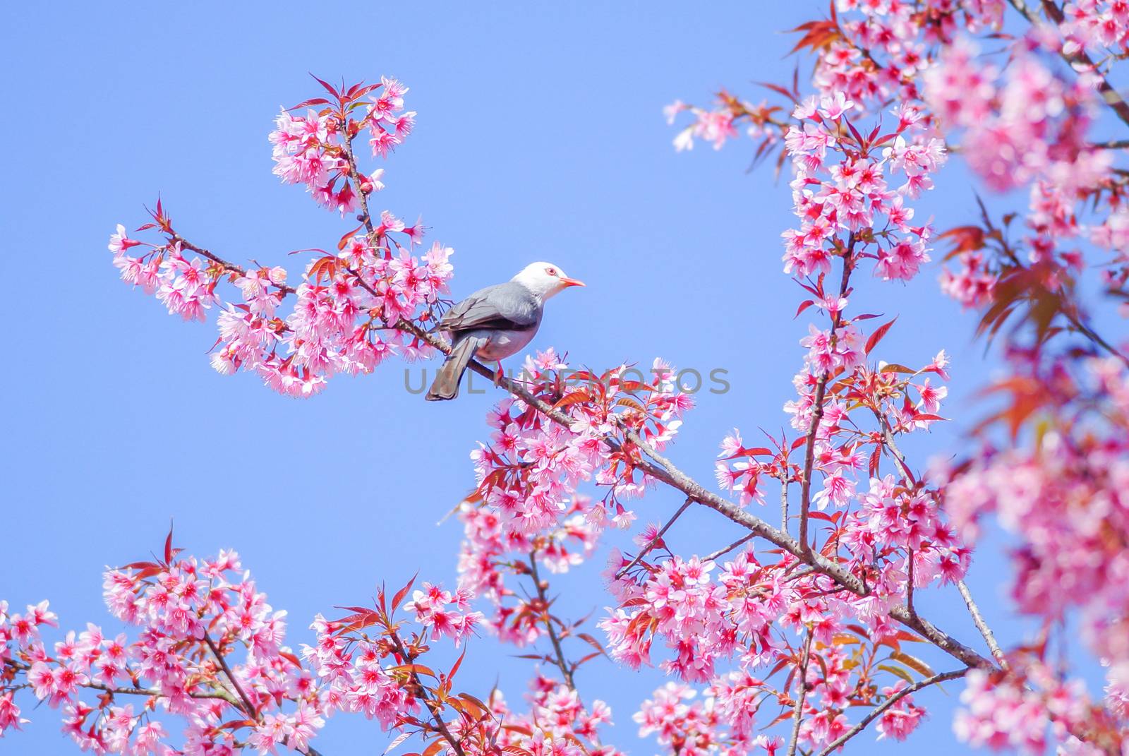 Pink Cherry Blosssom with white-headed bulbul bird by yuiyuize
