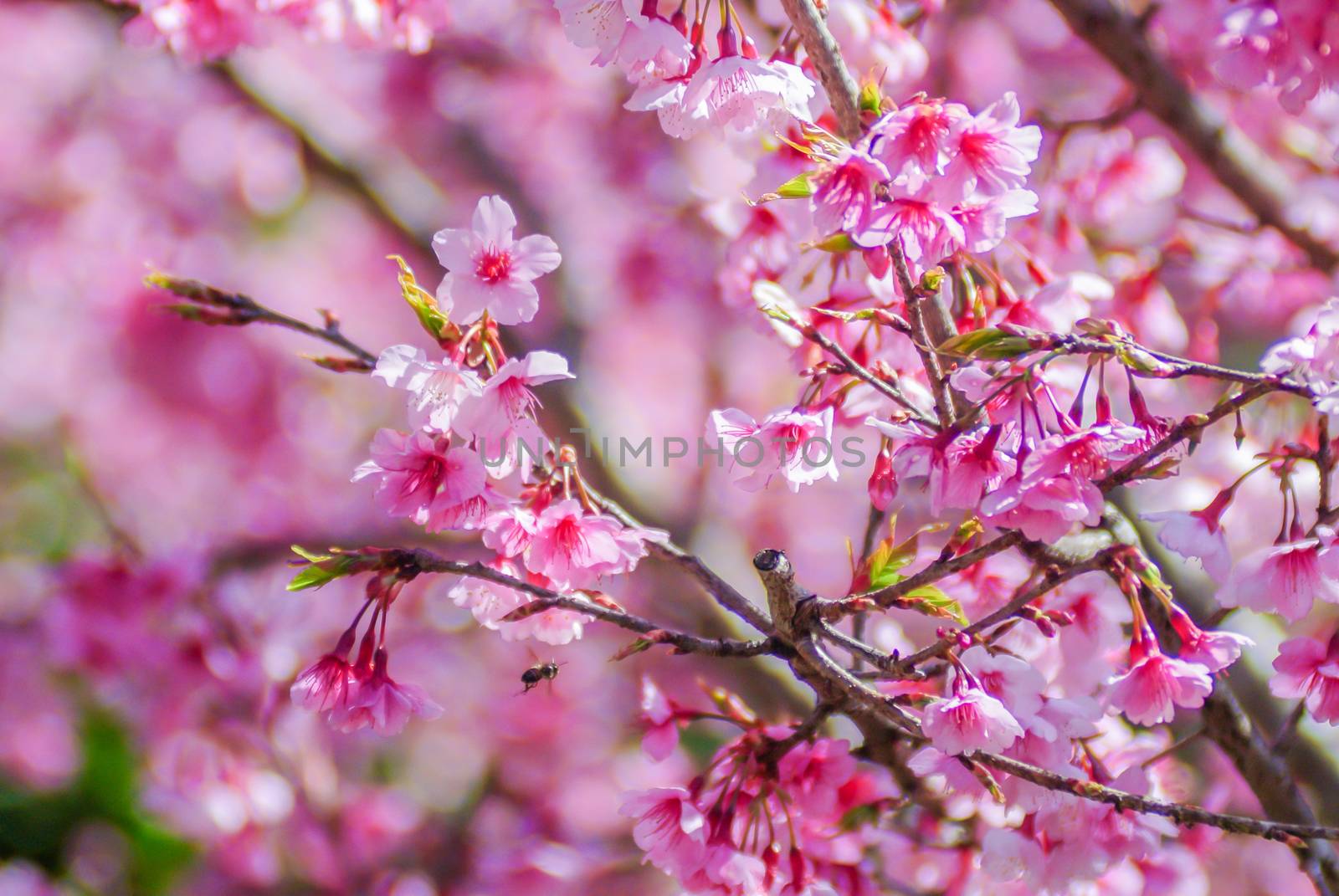 Pink Cherry Blosssom in spring by yuiyuize