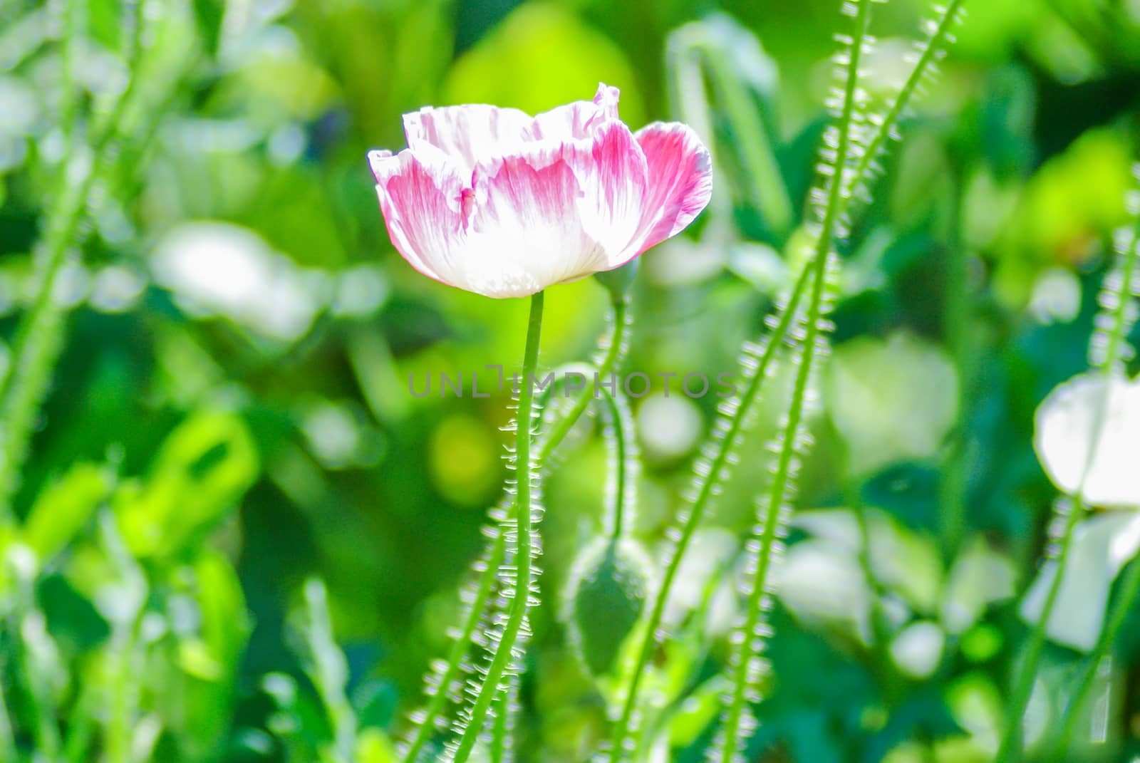 Red and pink poppy flowers in a field, red papaverRed and pink p by yuiyuize