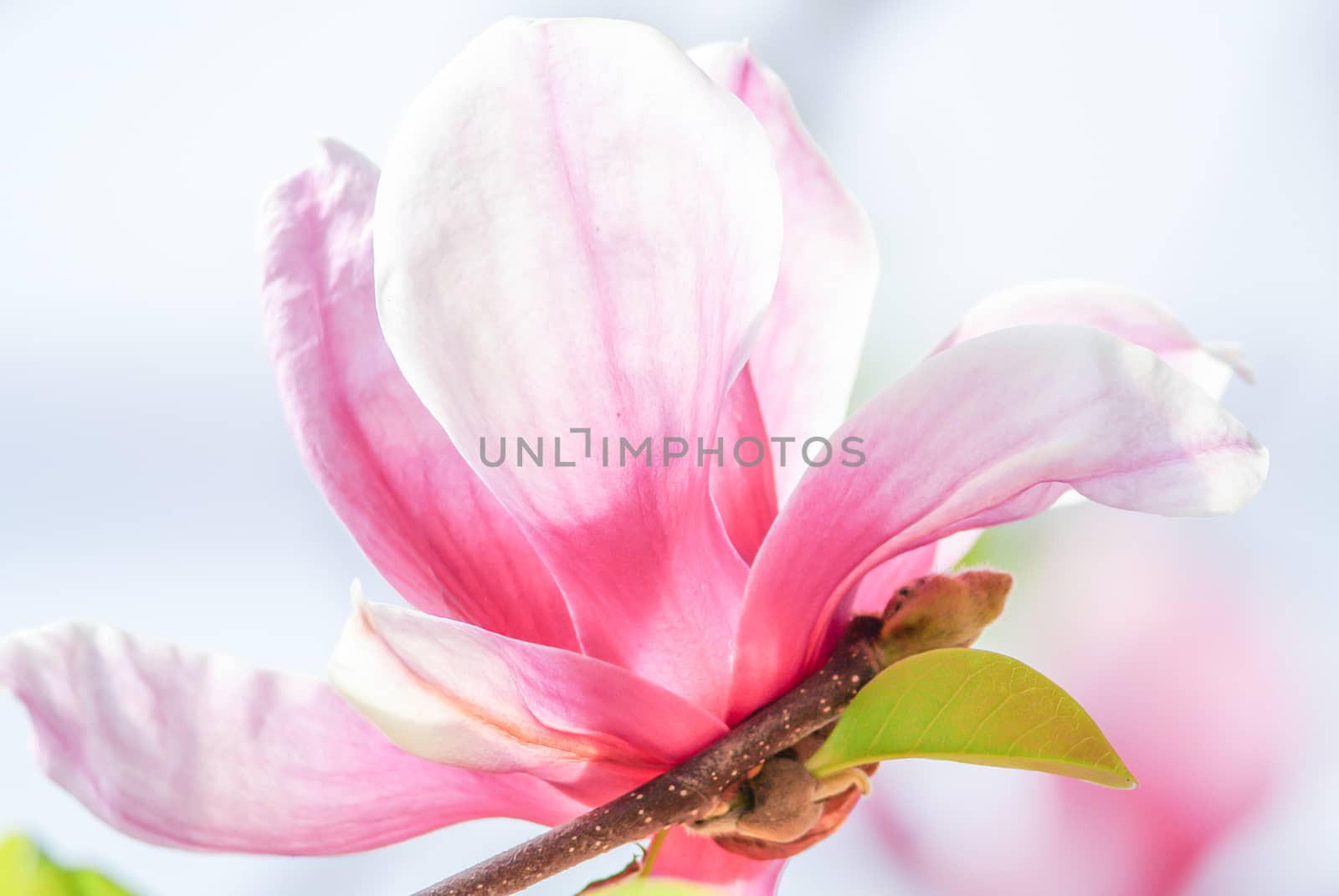 Pink magnolia. A branch of tender spring pink flower primrose magnolia