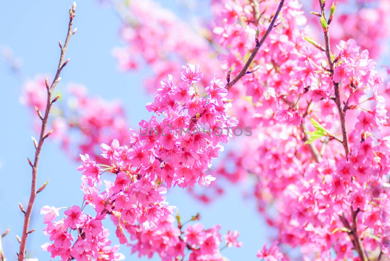 Spring time with beautiful cherry blossoms, pink sakura flowers.
