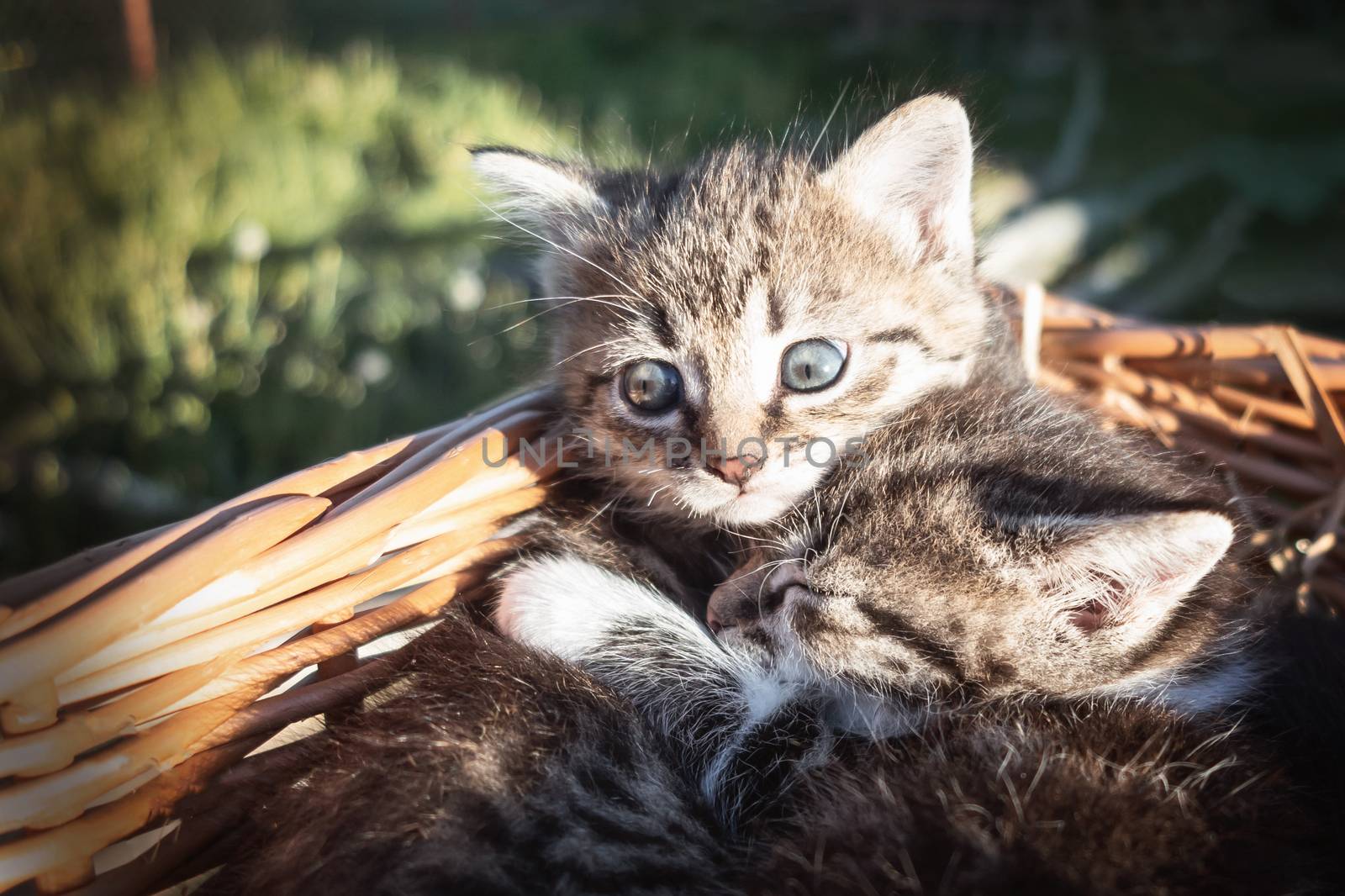 Lovely little frightened kittens peeking out of the basket, outdoors.