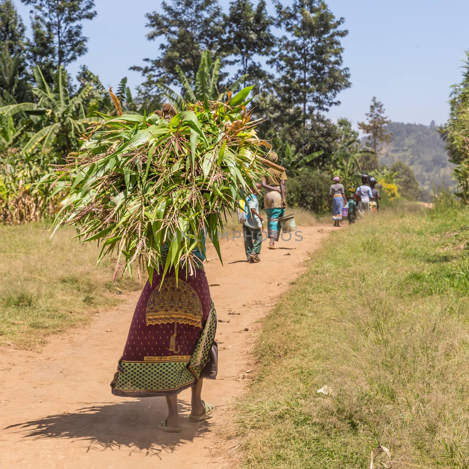 Rural black african woman carries a bundle of harvested sugar cane on her head. by kasto