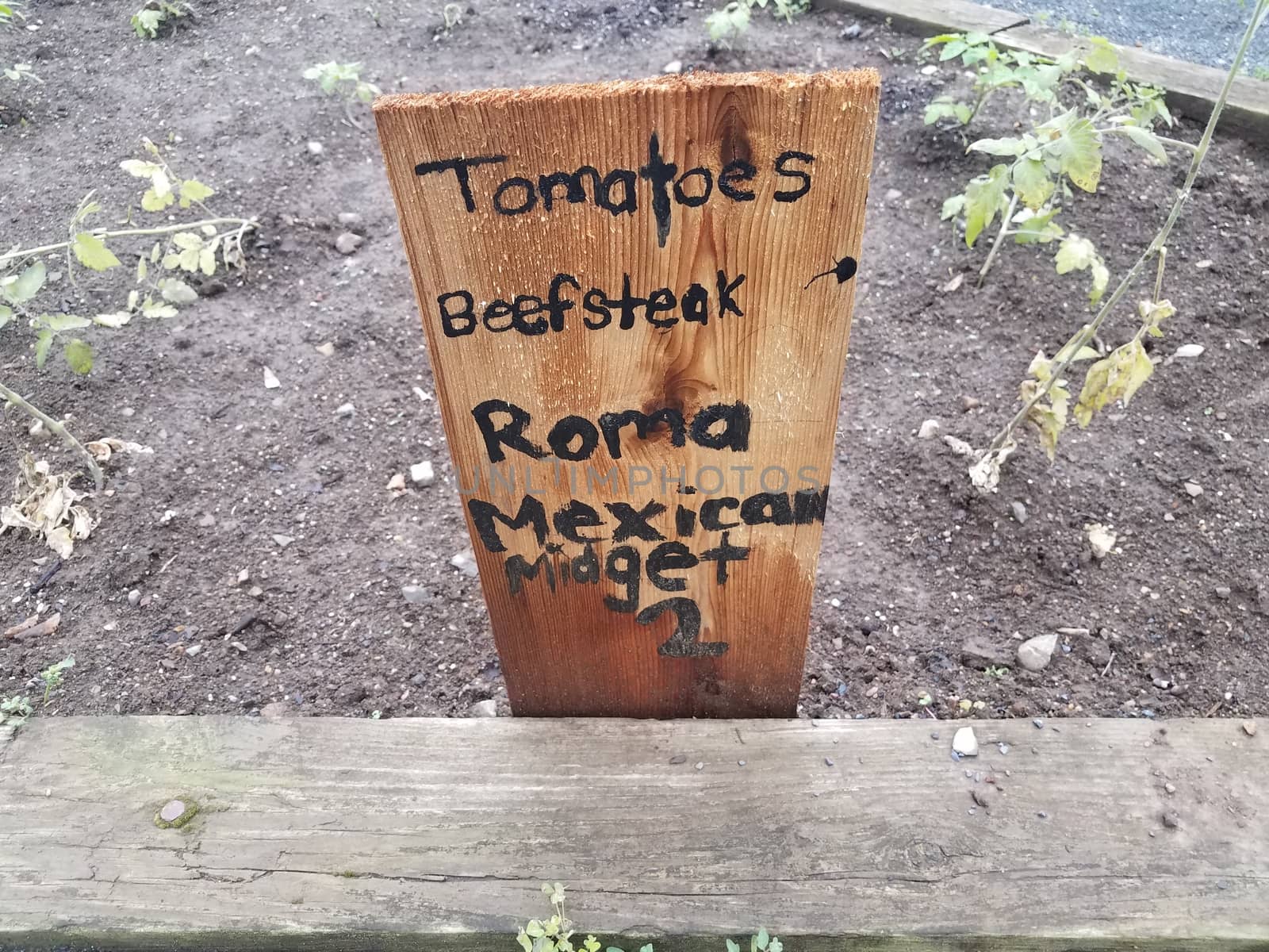 garden with tomatoes, beefsteak, roma, and Mexican midget and sign by stockphotofan1