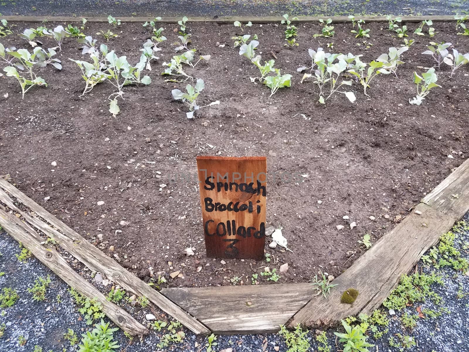 garden with spinach, broccoli, and collard greens and wood sign