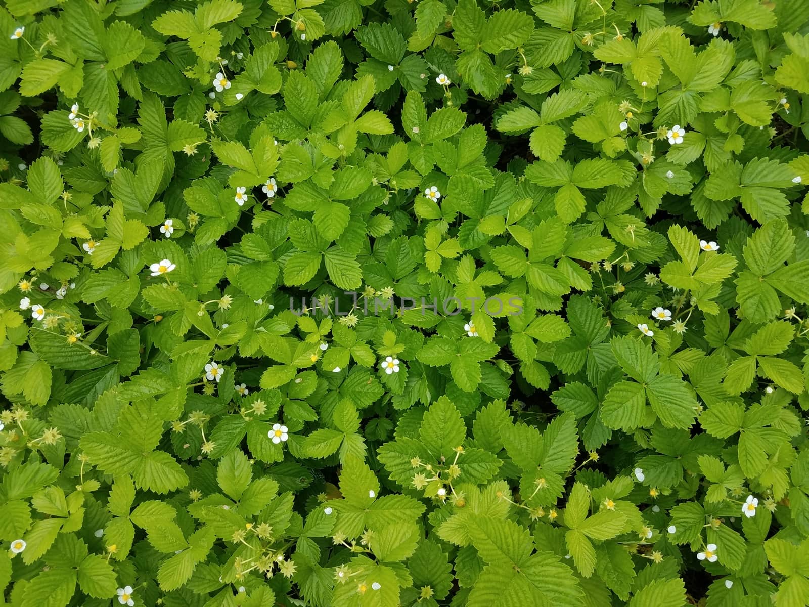 strawberry plants with green leaves and white flowers by stockphotofan1