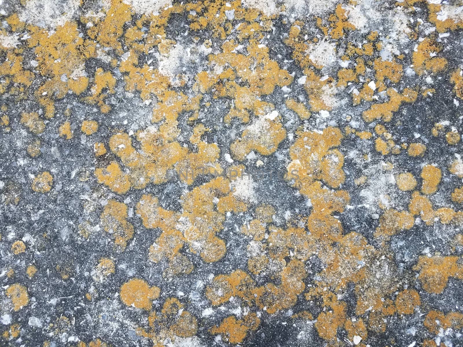 yellow or brown lichen or moss on grey cement by stockphotofan1