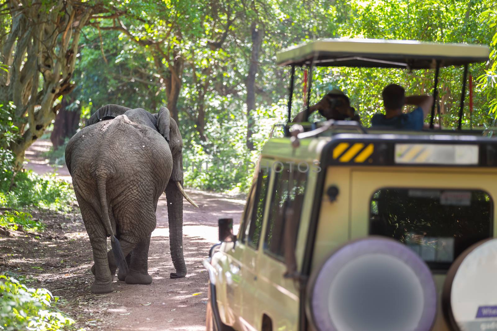 Wild african elephant beeing observed by tourist from open roof jeep on wildlife safari. Tanzania, Africa.