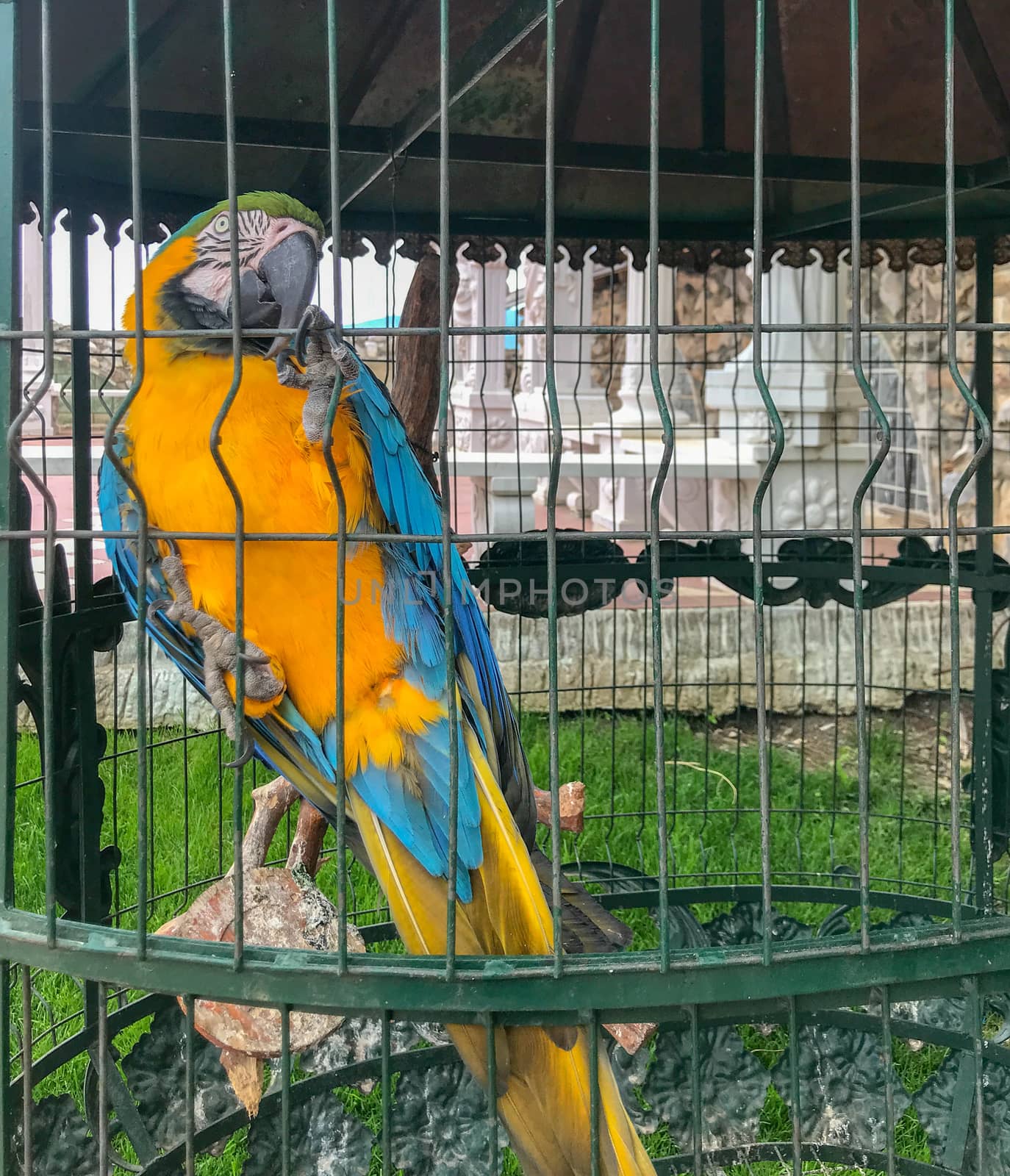 Ara Ararauna - Blue And Yellow Macaw. by nenovbrothers