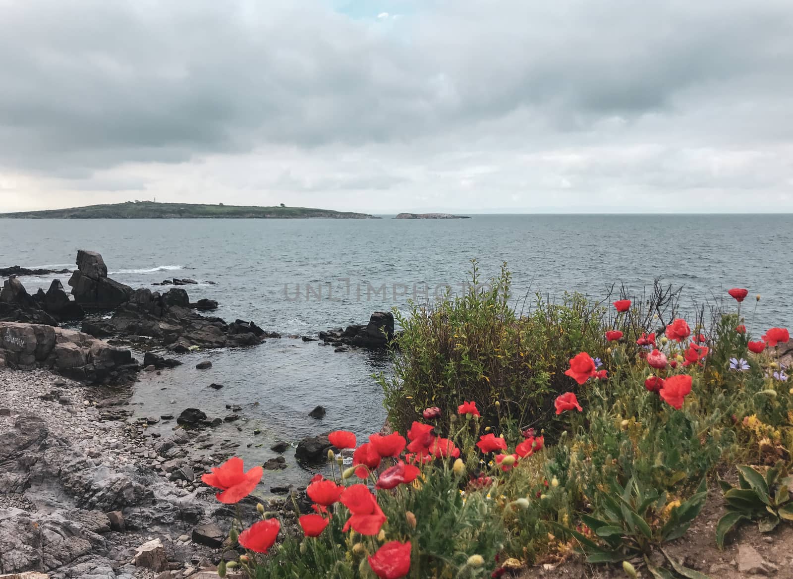 Red Poppies Flowering In Sozopol, Bulgaria. by nenovbrothers