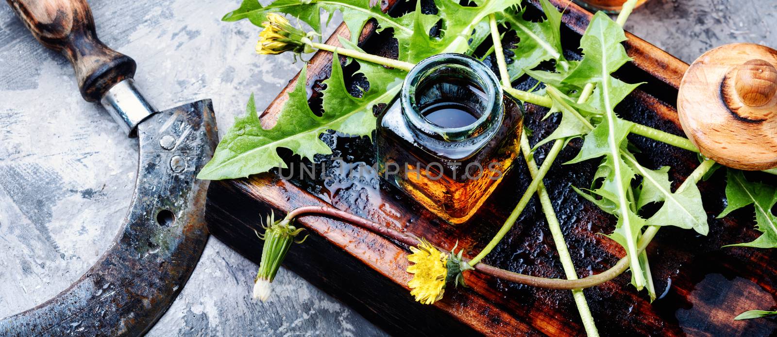 Medicinal plant dandelion or Taraxacum officinale.Dandelion leaves.Herbal medicine